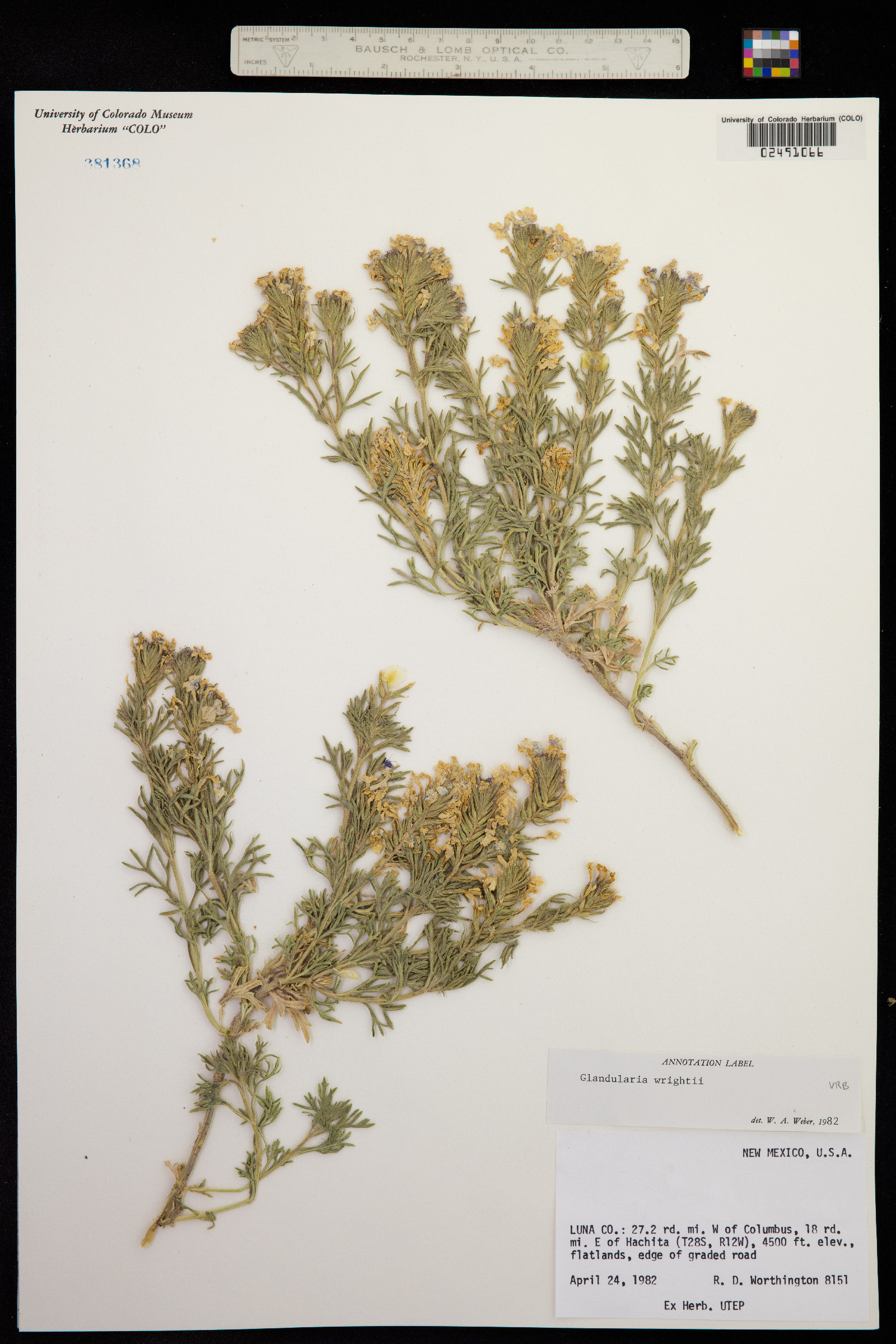 Glandularia bipinnatifida image