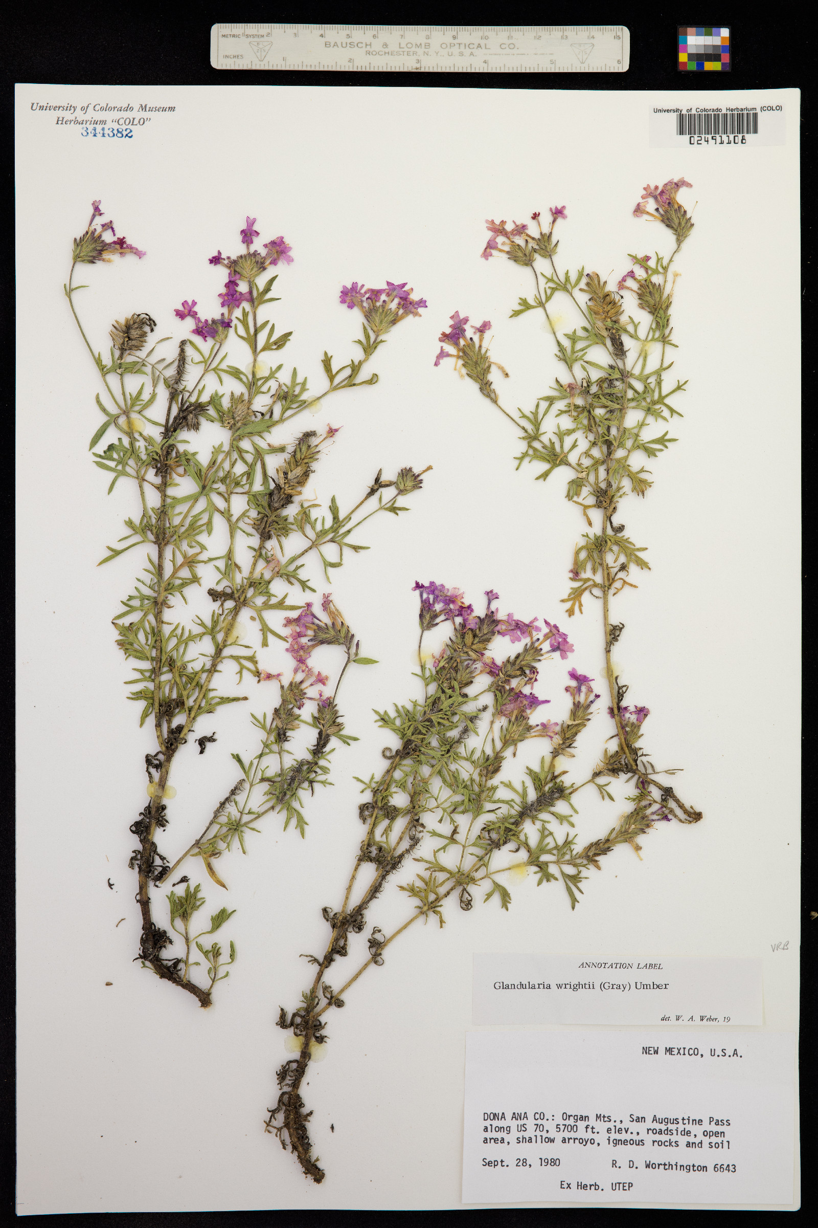 Glandularia bipinnatifida image