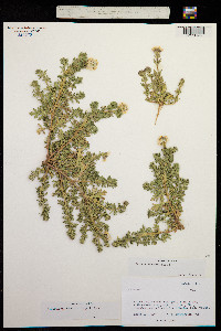 Glandularia racemosa image