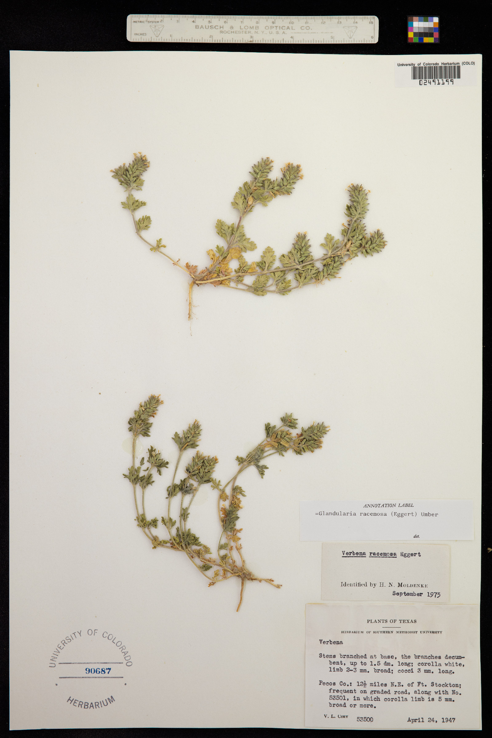 Glandularia racemosa image