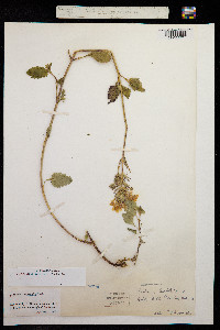 Image of Glandularia tampensis