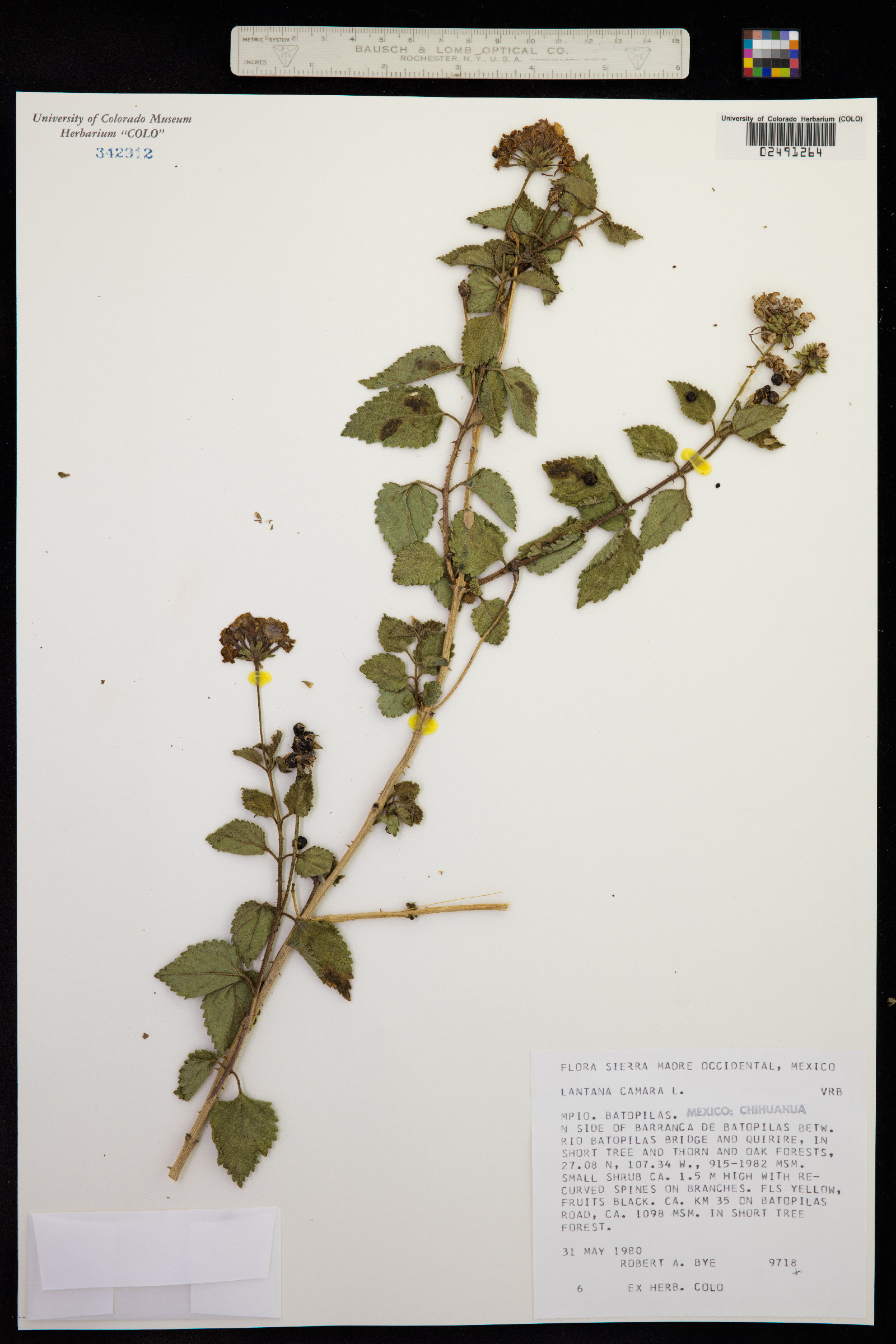 Lantana camara image