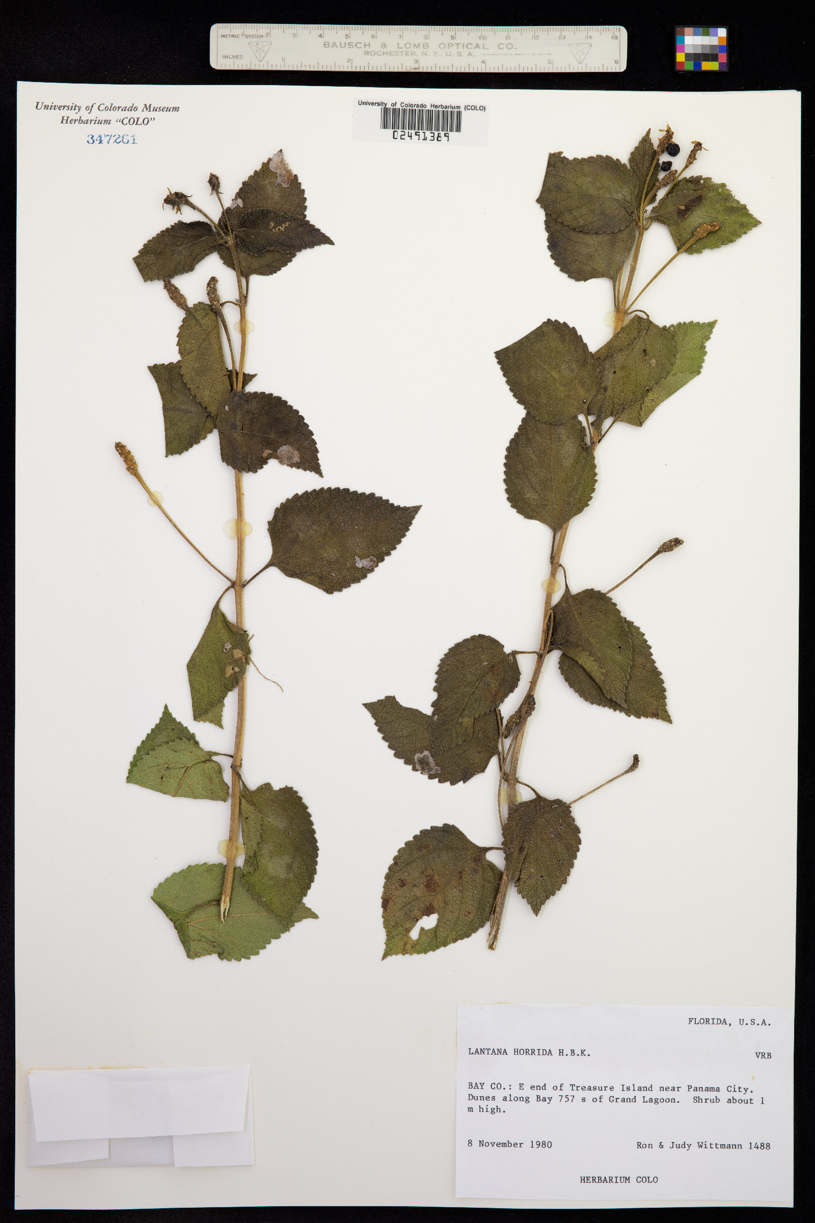 Lantana horrida image