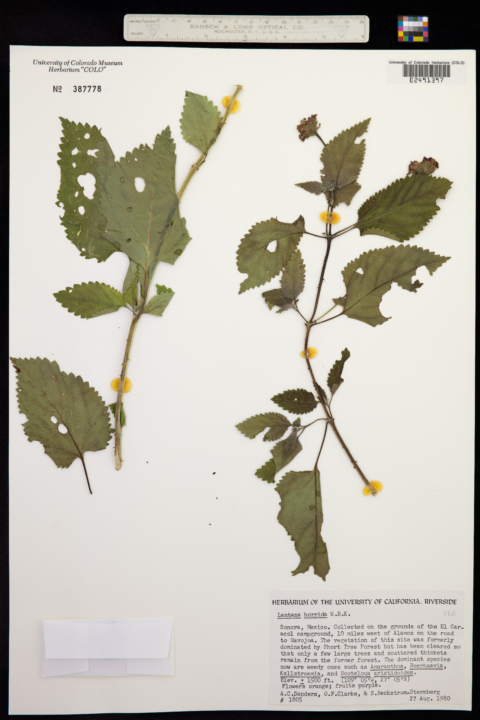 Lantana horrida image