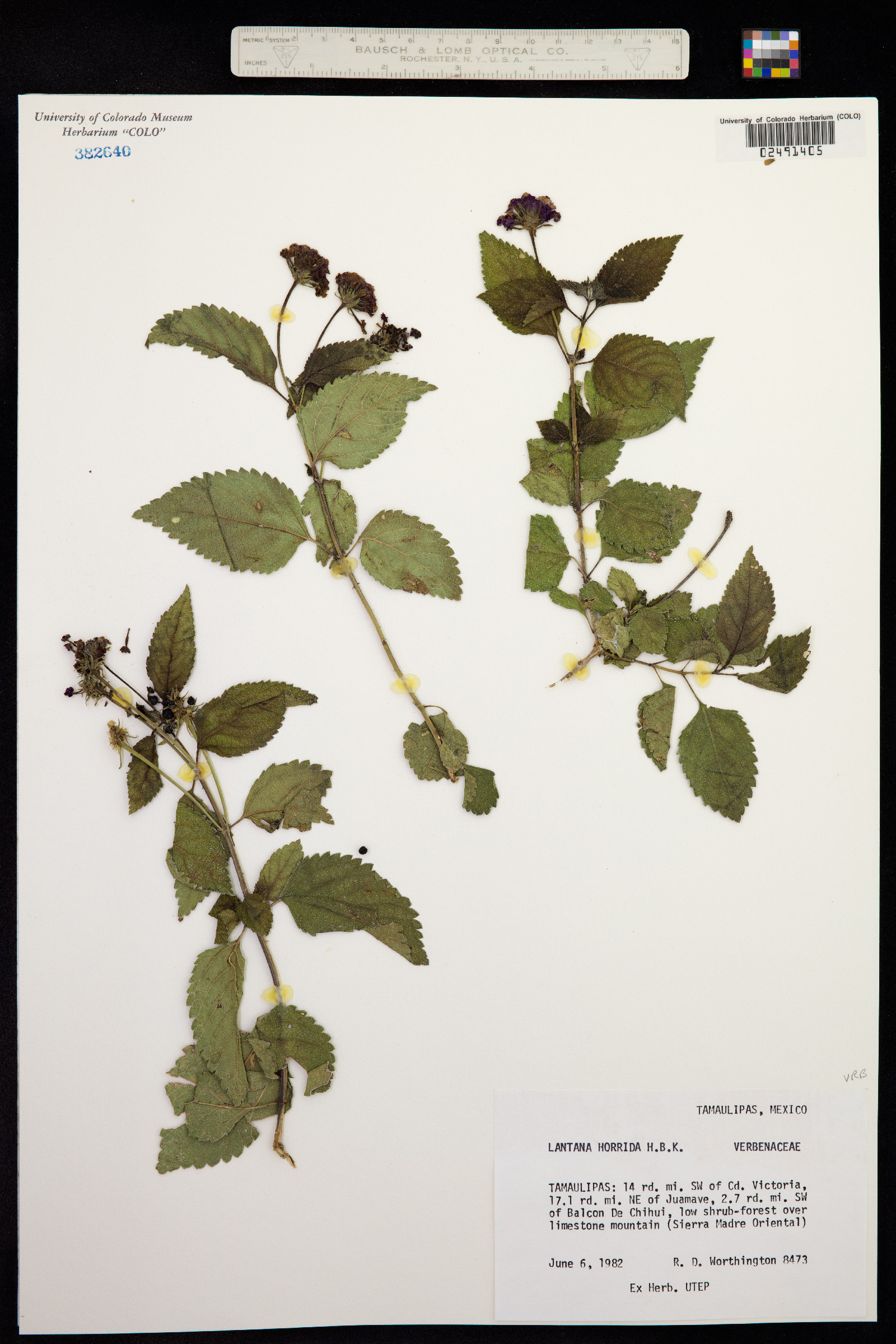 Lantana horrida image