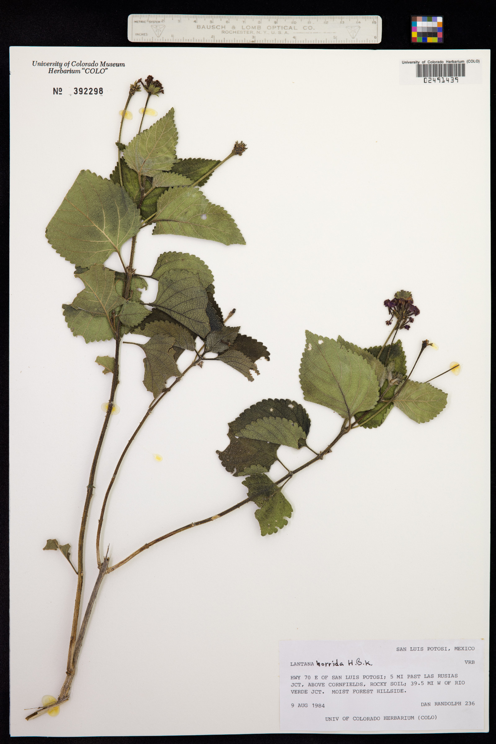 Lantana image