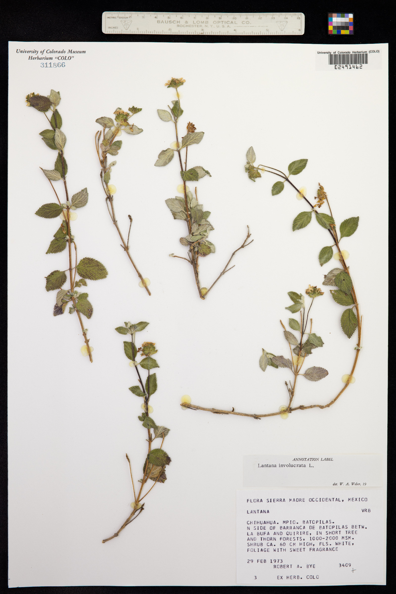 Lantana involucrata image