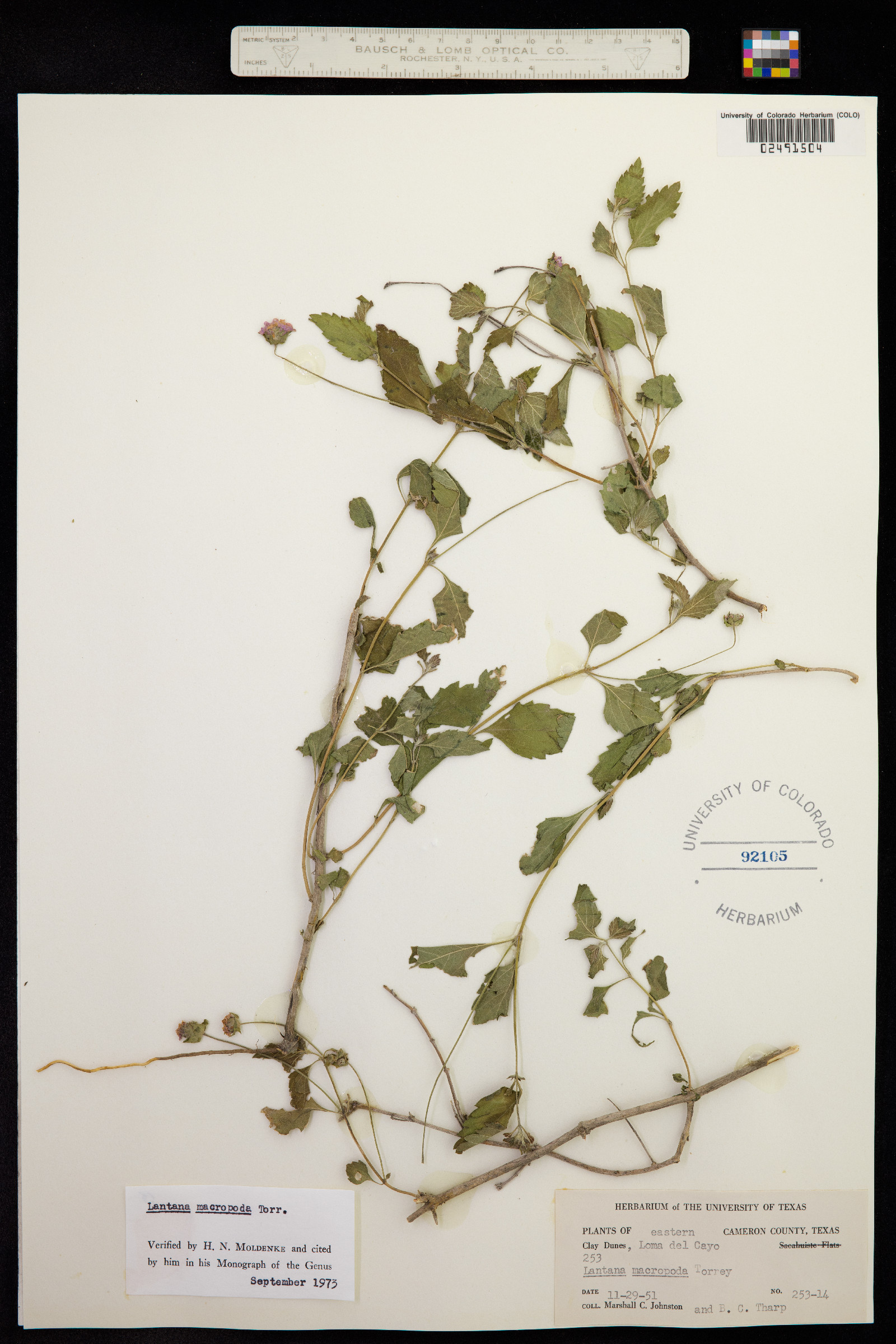 Lantana achyranthifolia image