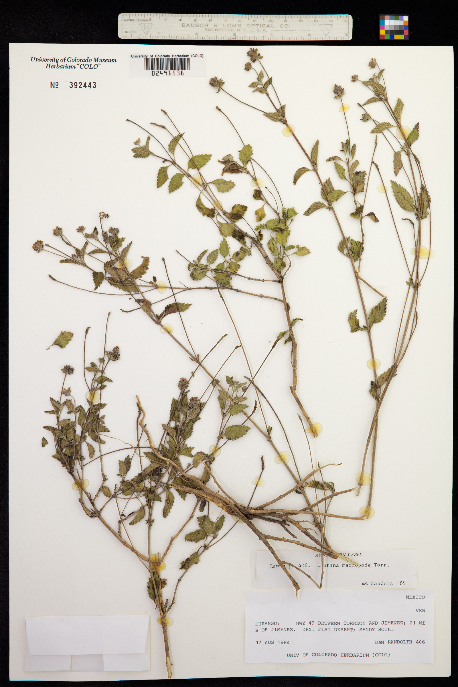 Lantana achyranthifolia image