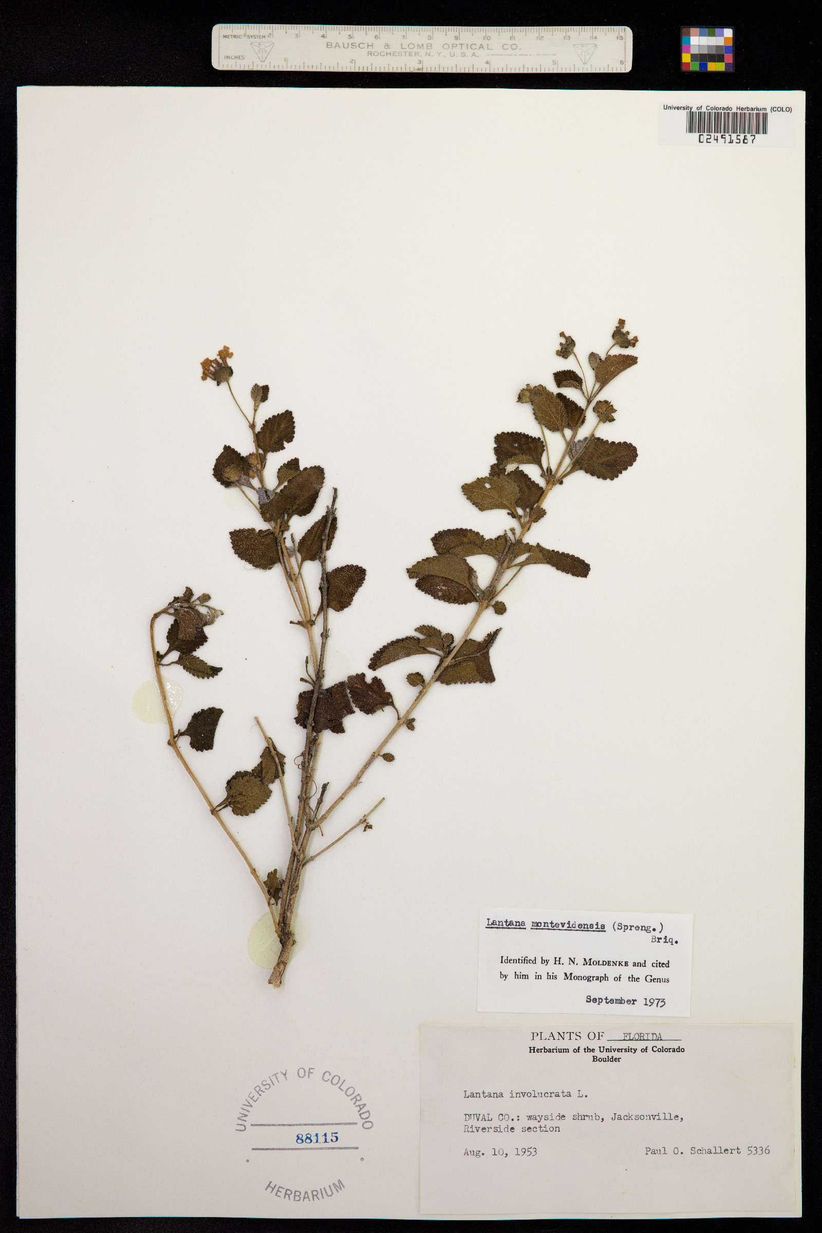 Lantana montevidensis image