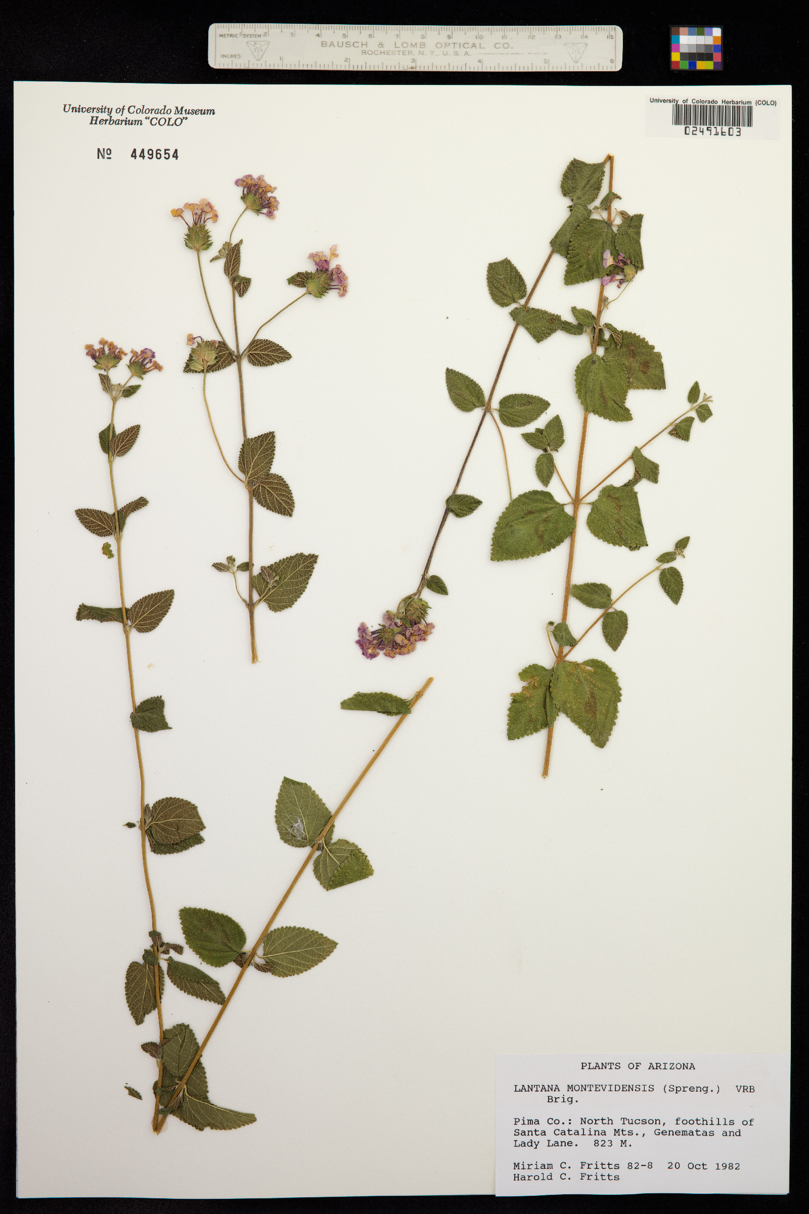 Lantana montevidensis image