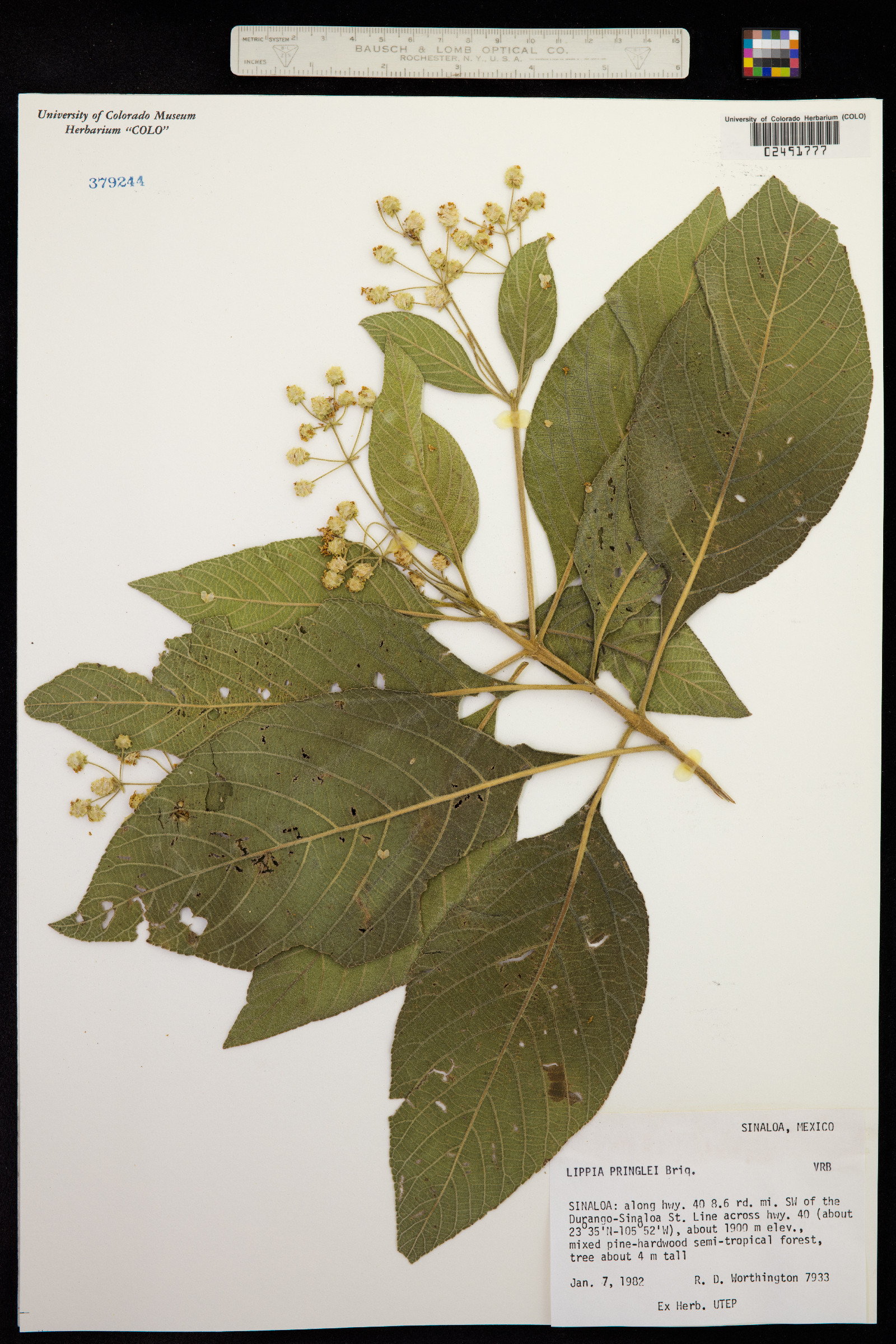 Lippia pringlei image