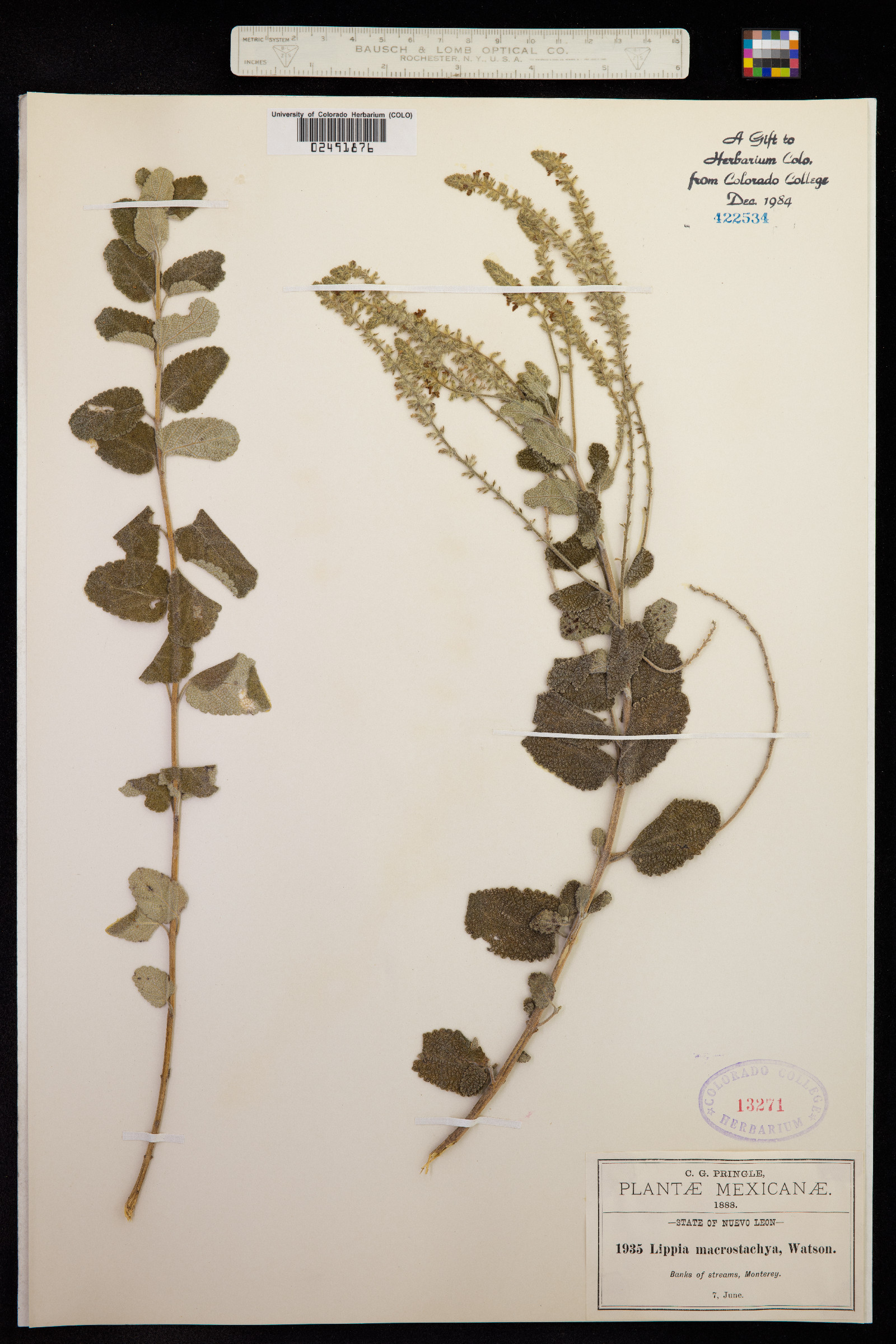 Aloysia macrostachya image
