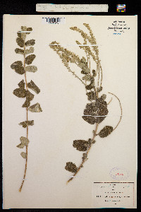 Aloysia macrostachya image