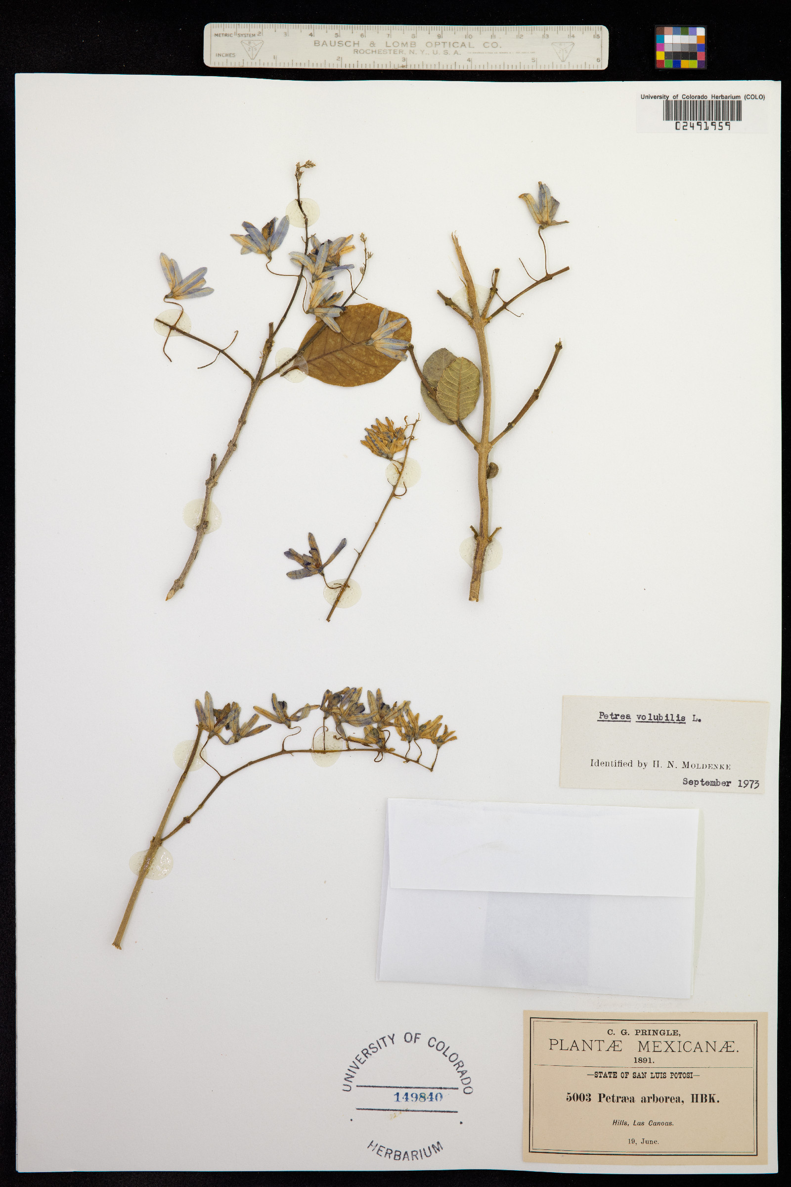 Petrea volubilis image