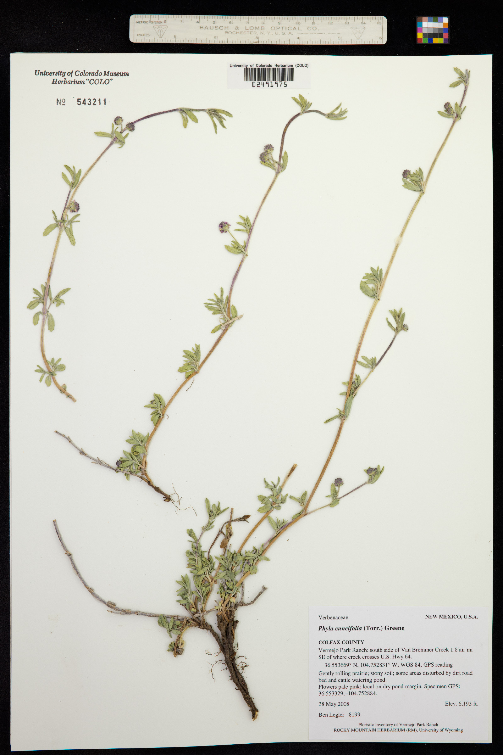 Phyla cuneifolia image