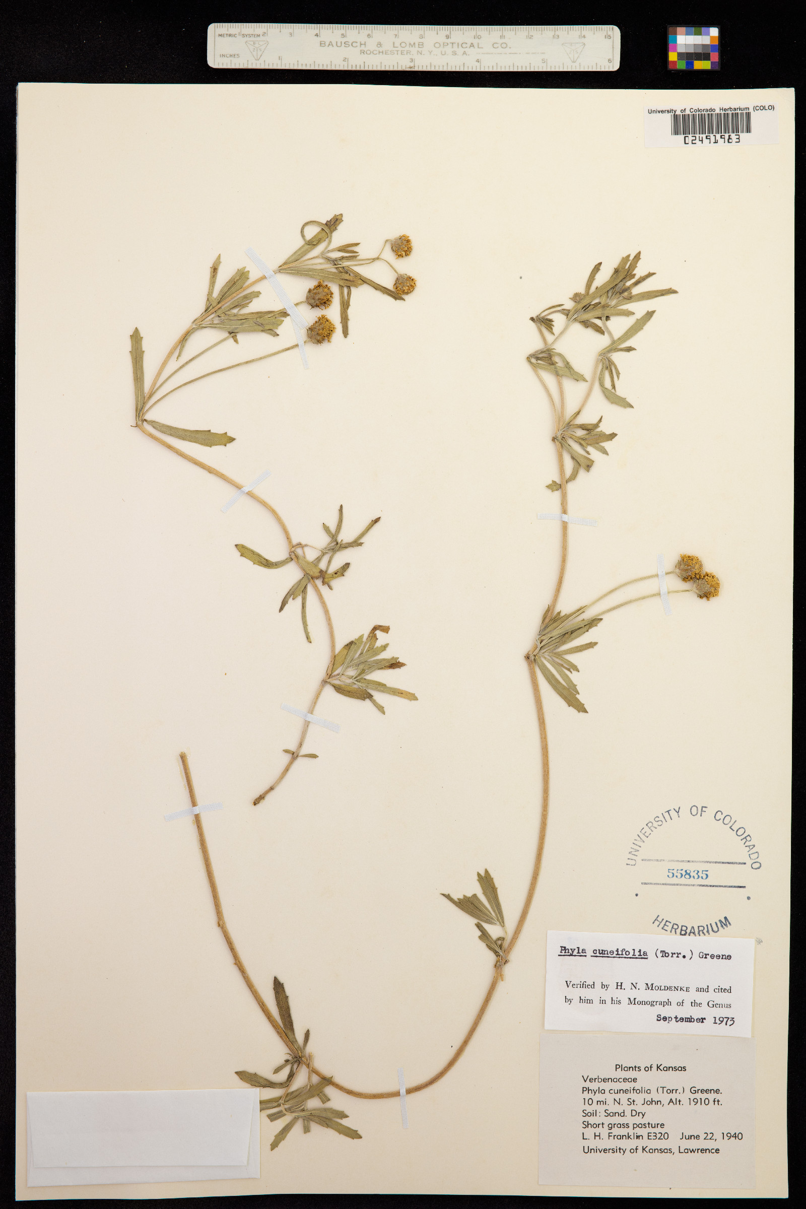 Phyla cuneifolia image