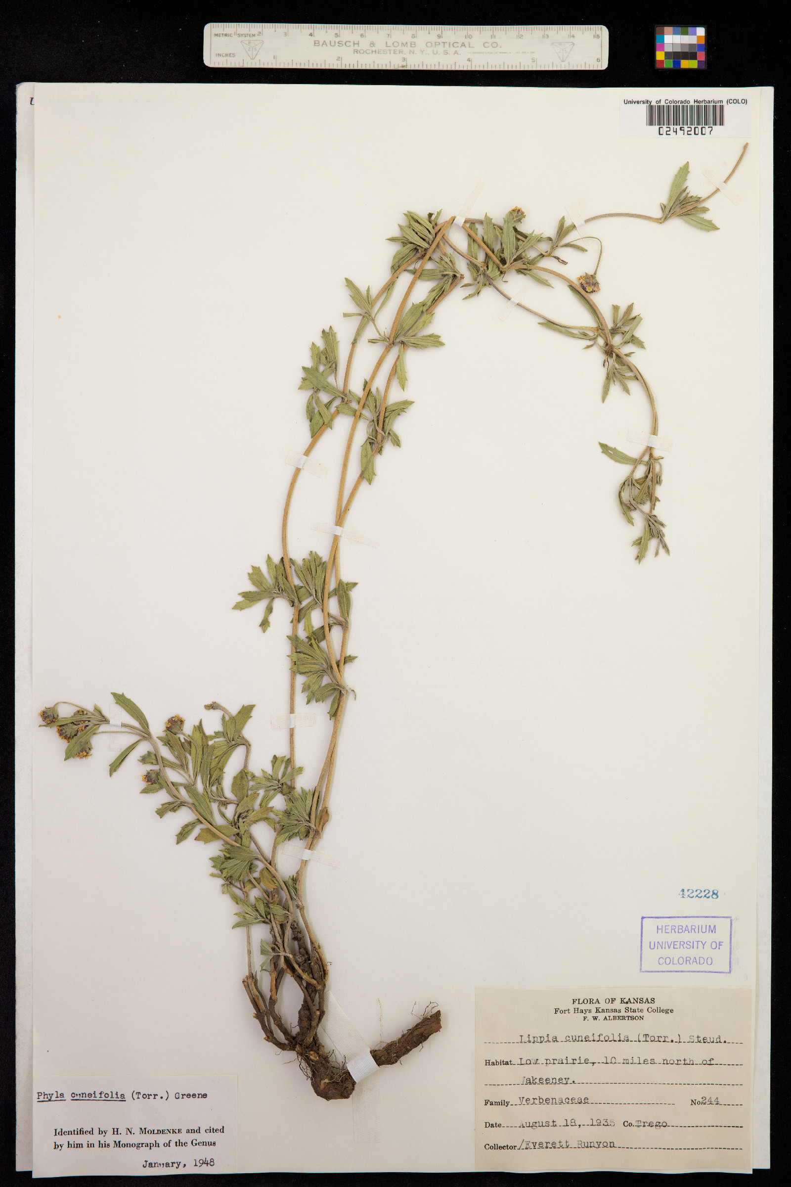 Phyla cuneifolia image