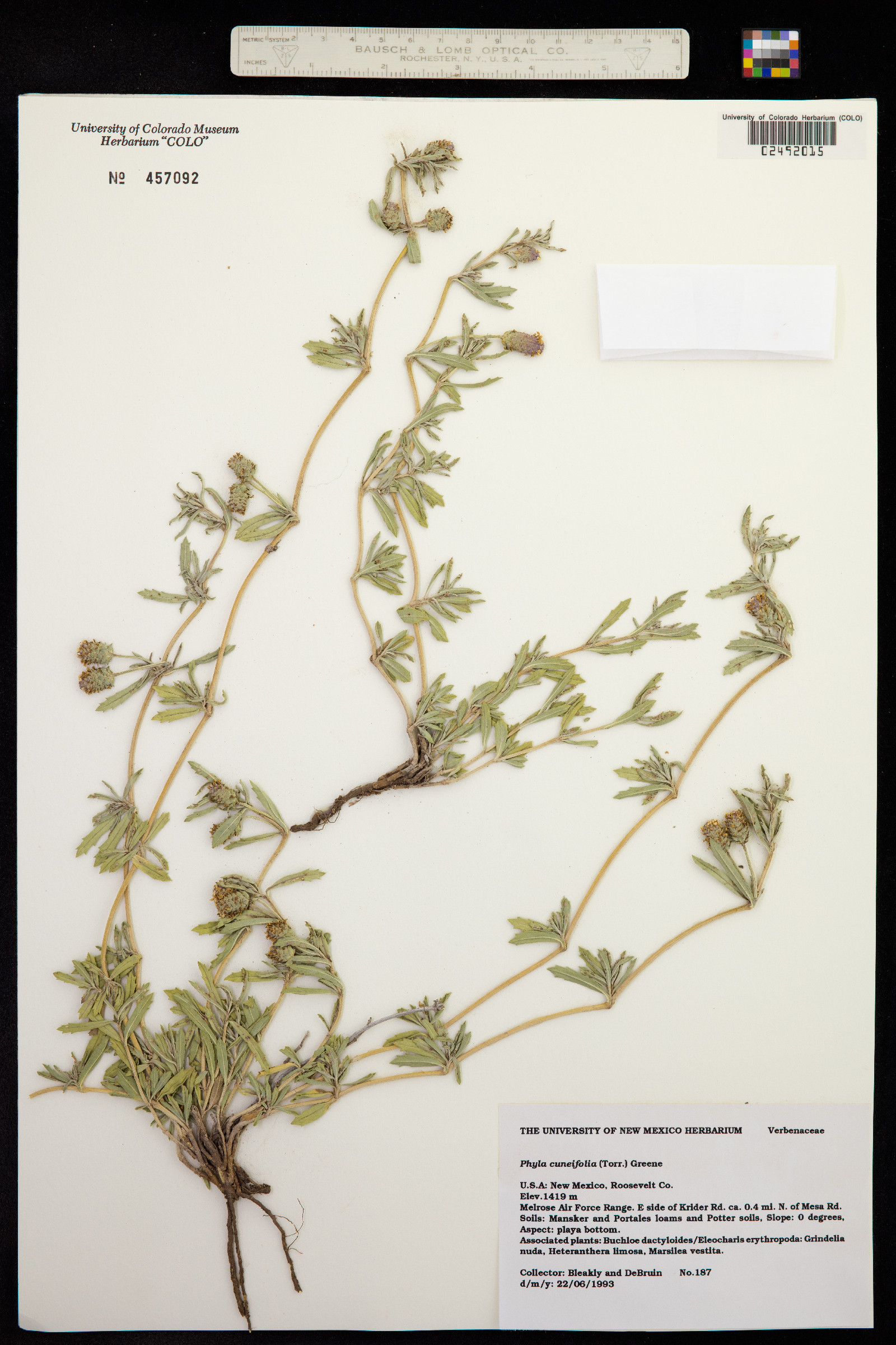 Phyla cuneifolia image