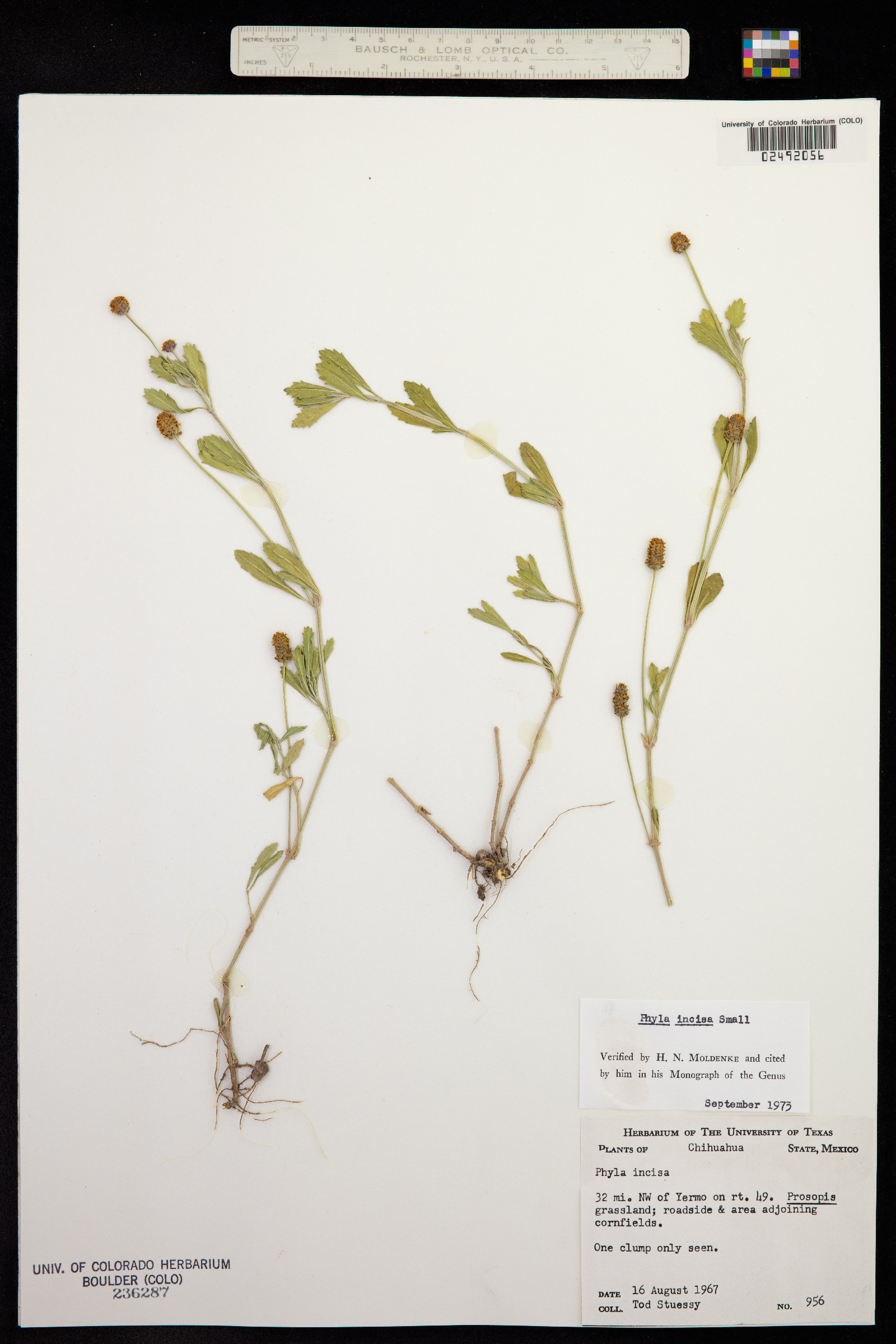 Phyla image