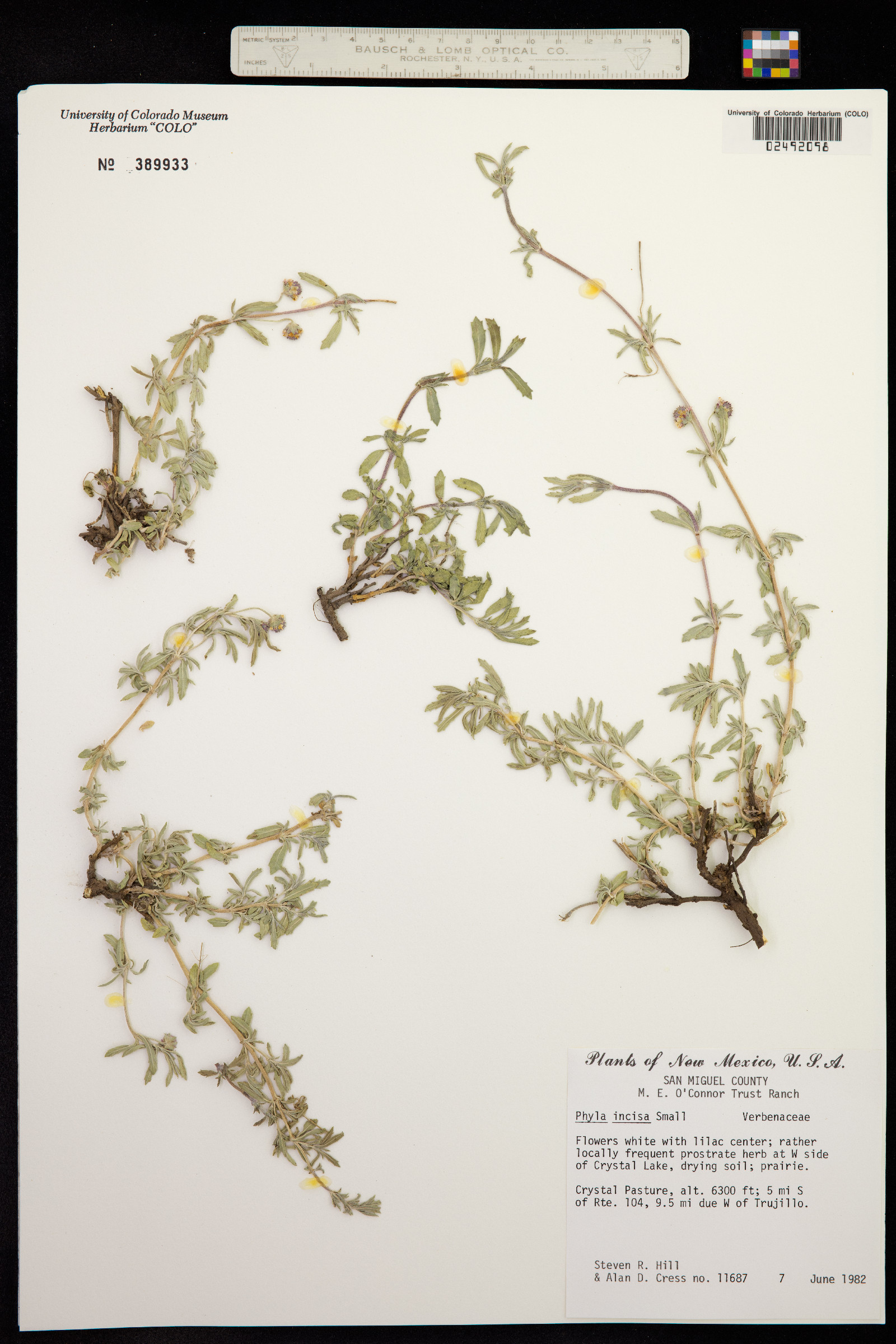 Phyla nodiflora image