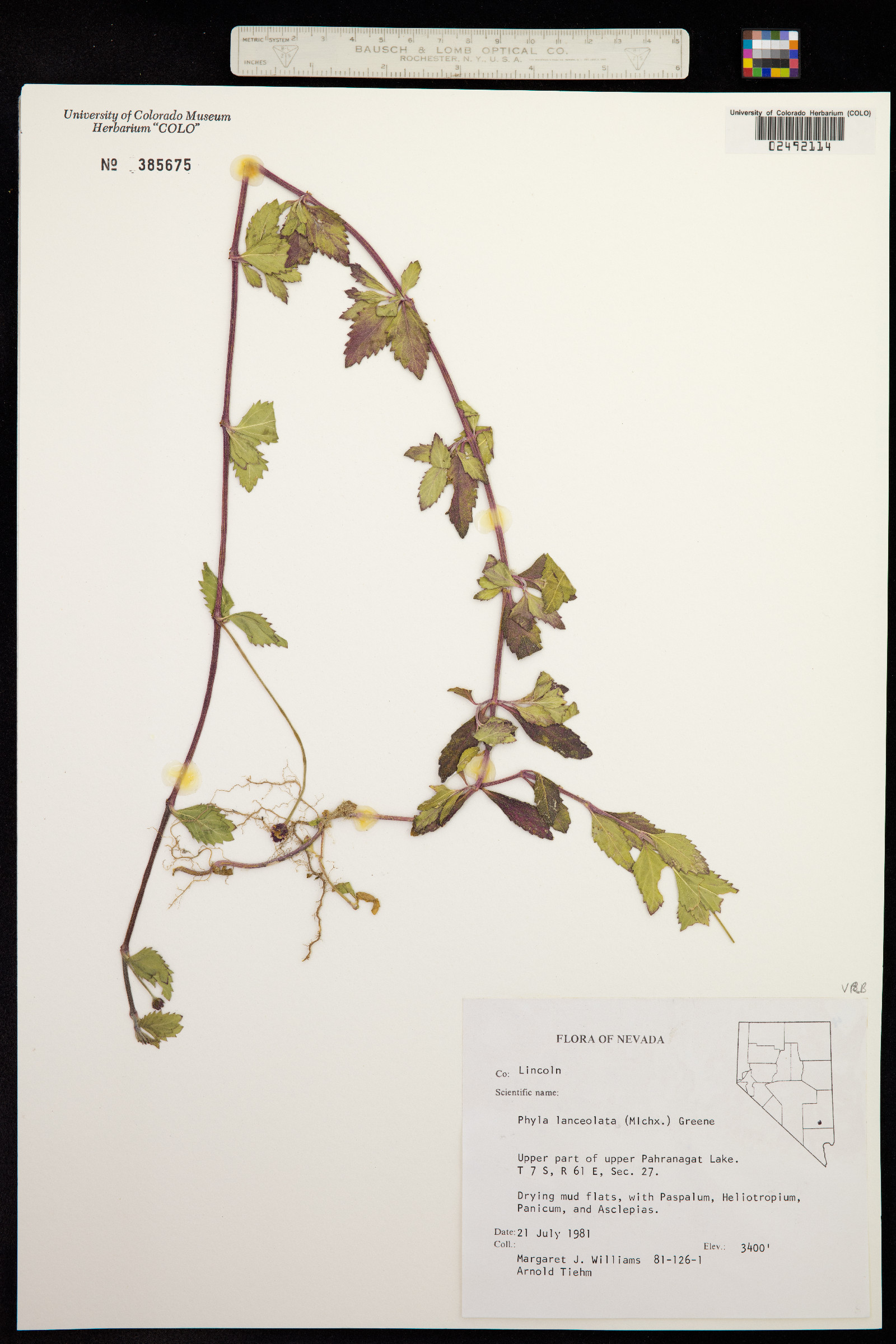 Phyla lanceolata image