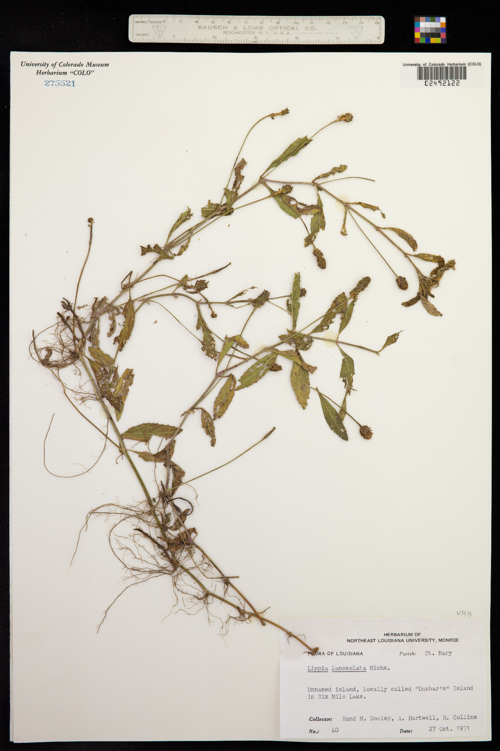 Phyla lanceolata image