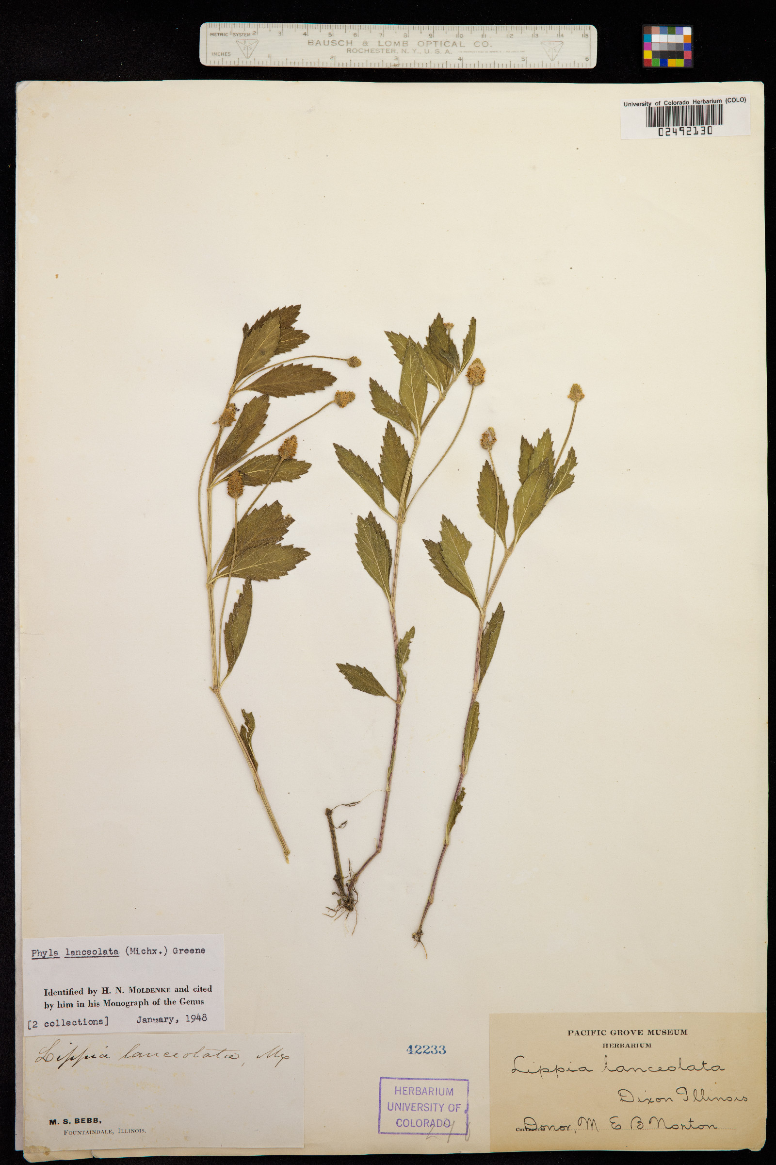 Phyla lanceolata image