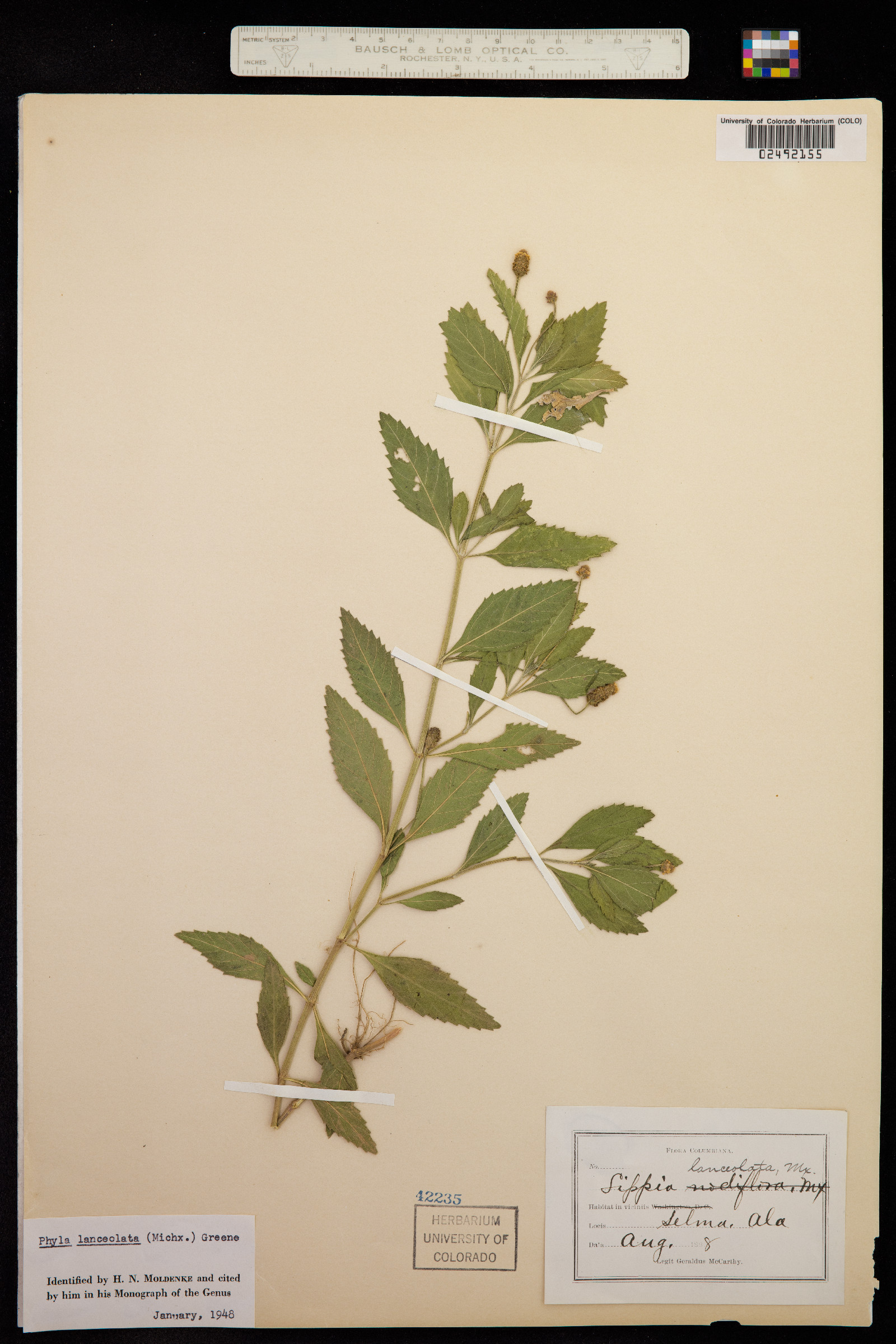 Phyla lanceolata image