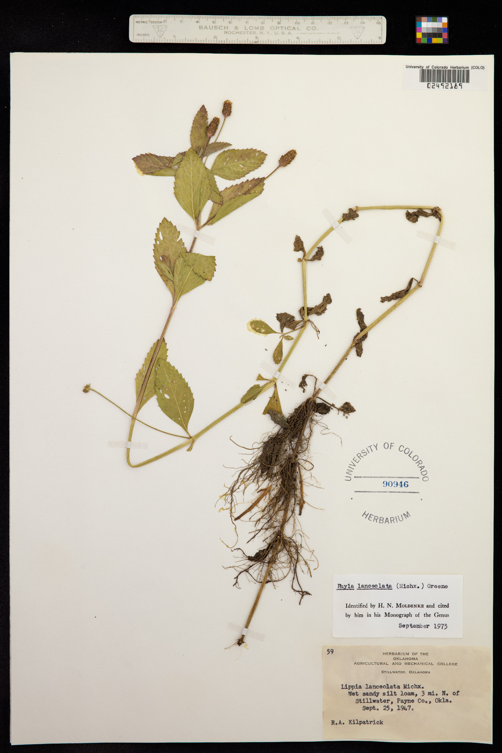 Phyla lanceolata image