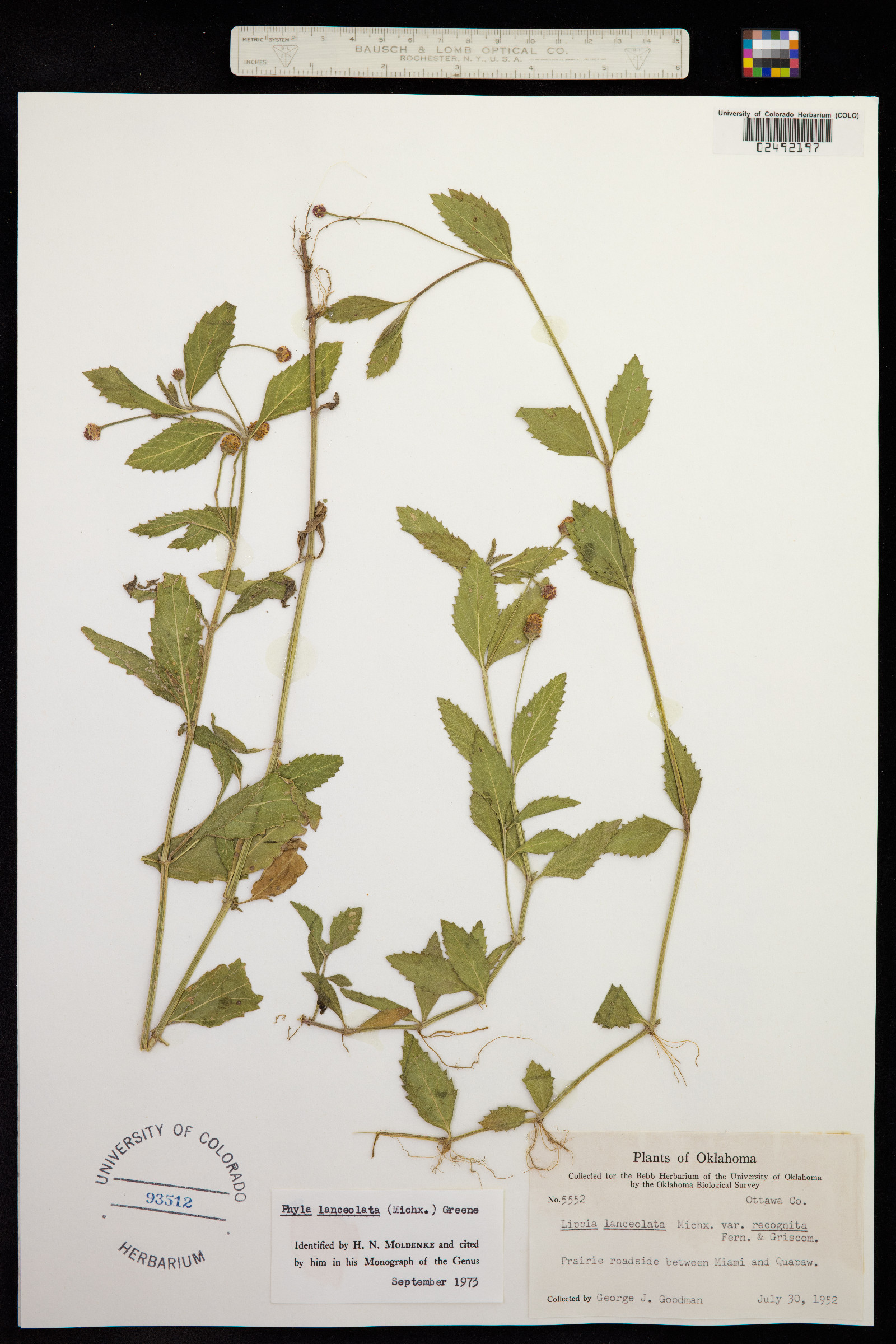 Phyla lanceolata image