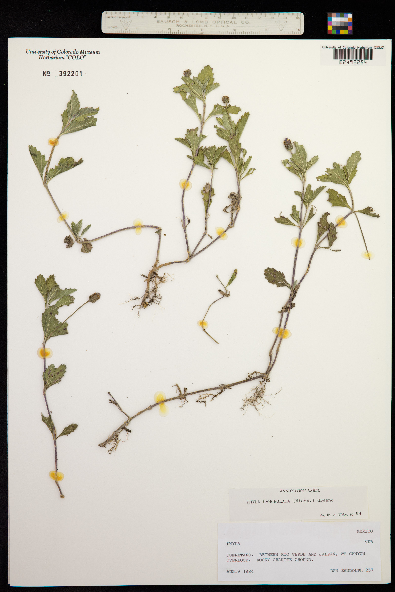 Phyla lanceolata image