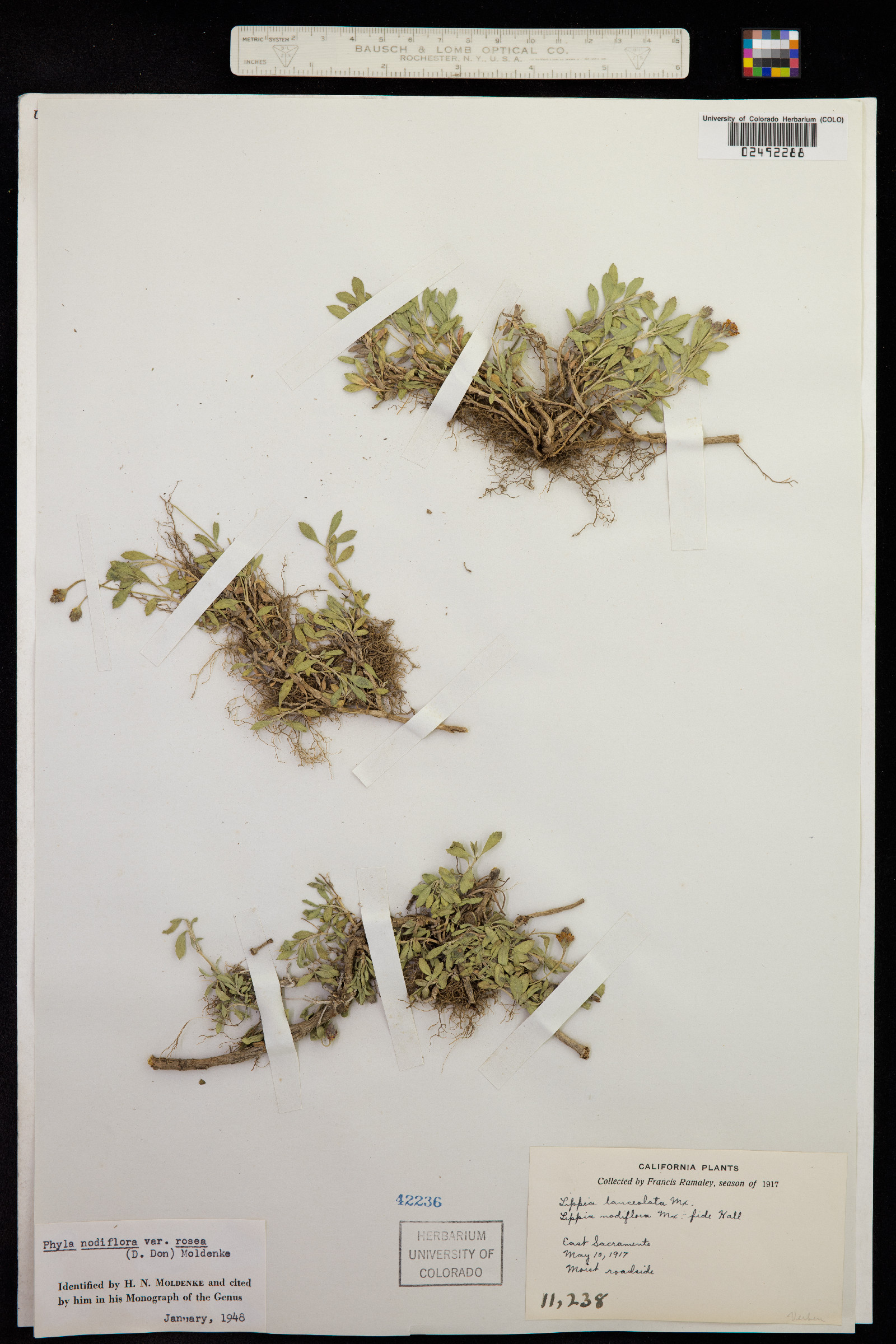 Phyla nodiflora image