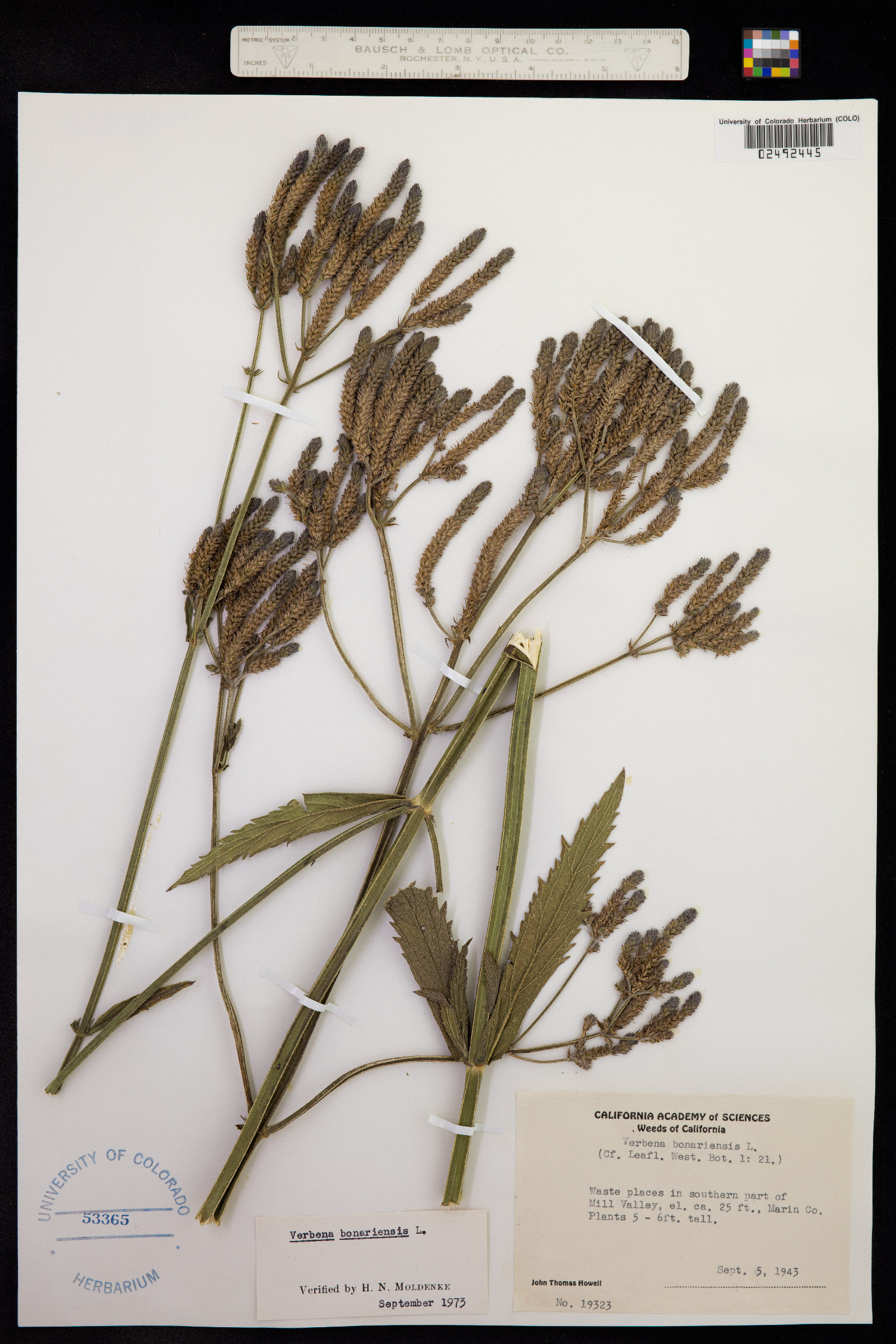 Verbena bonariensis image