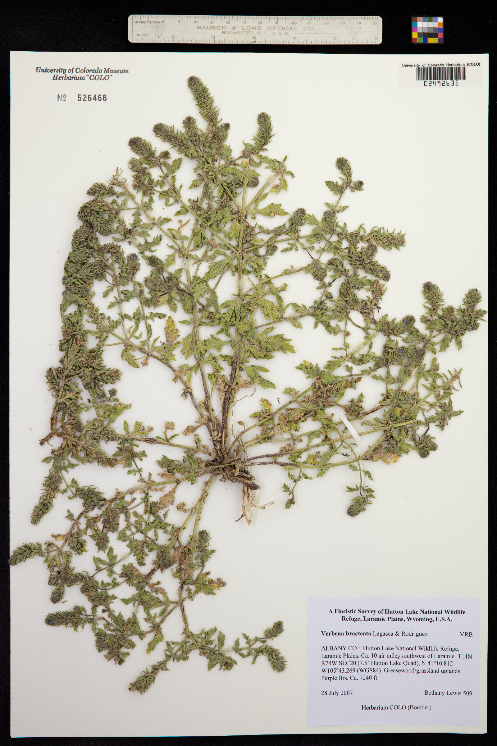 Verbena bracteata image