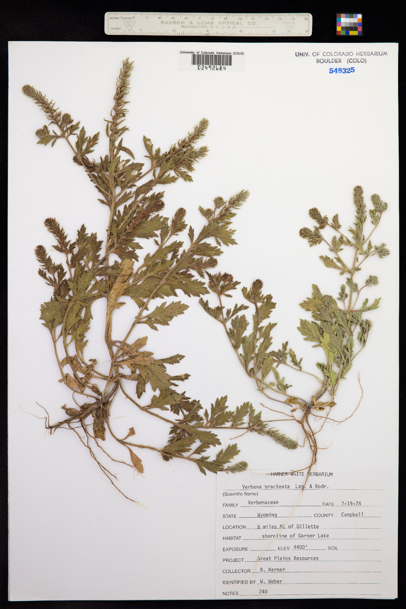 Verbena image
