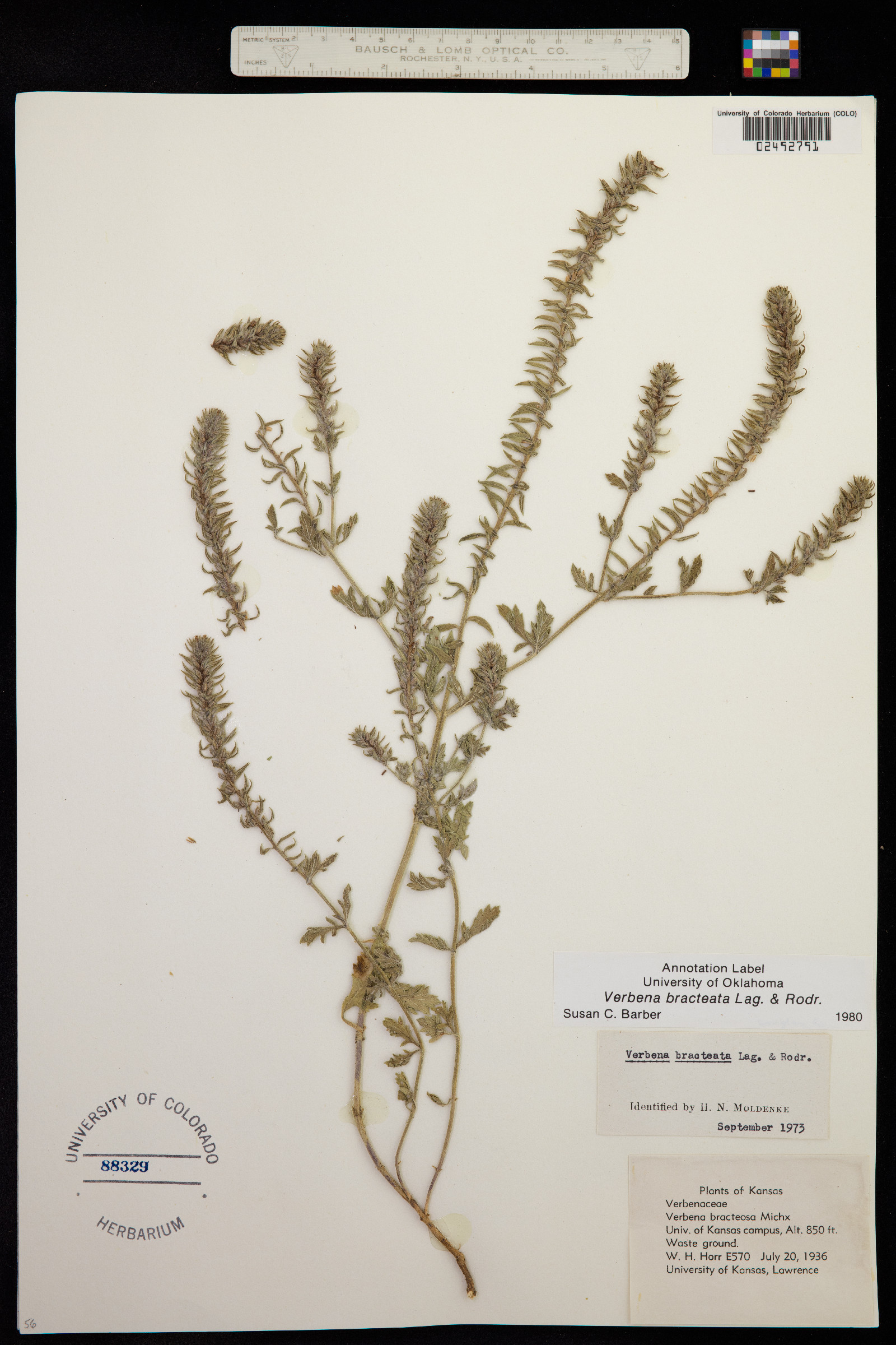 Verbena bracteata image