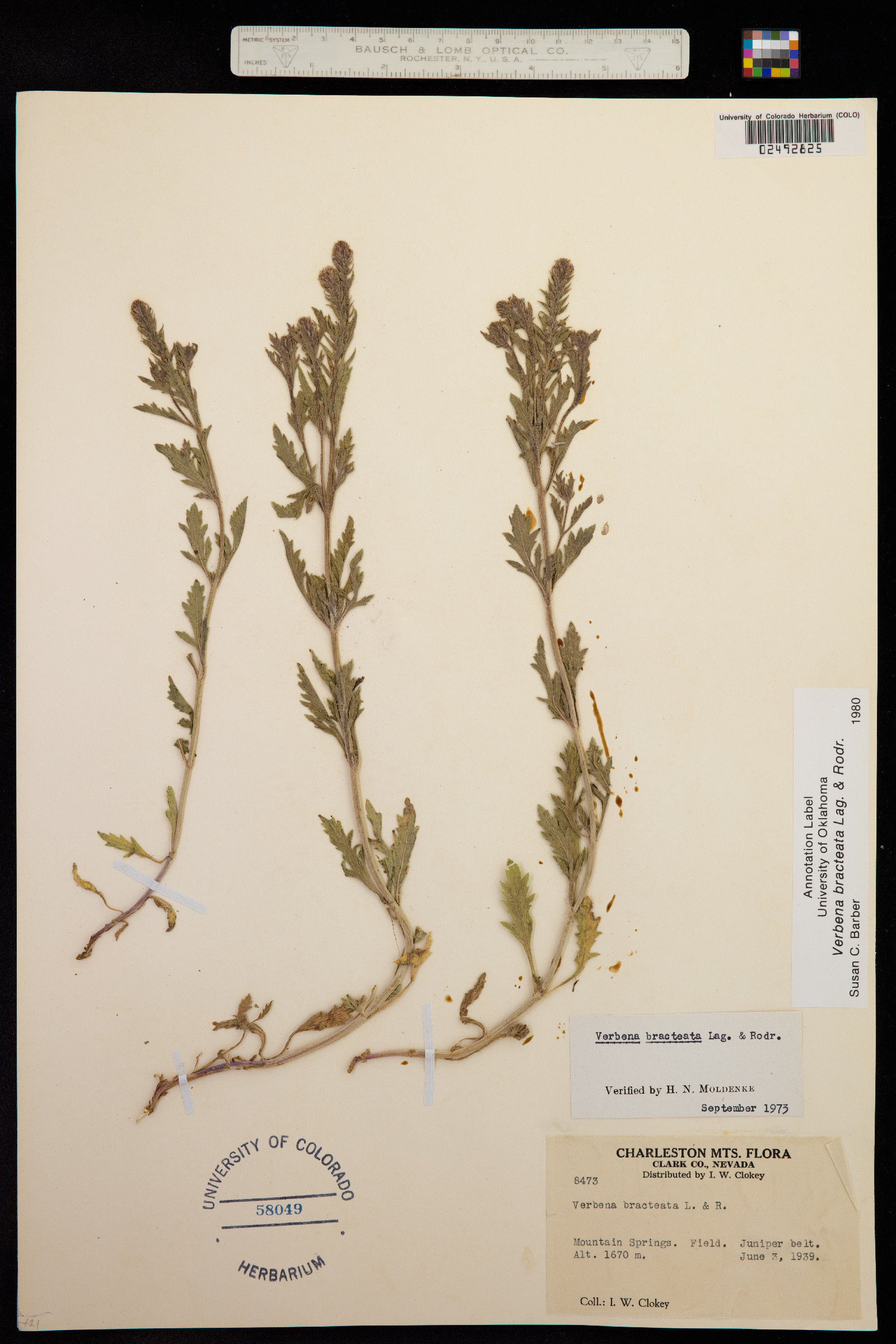 Verbena image