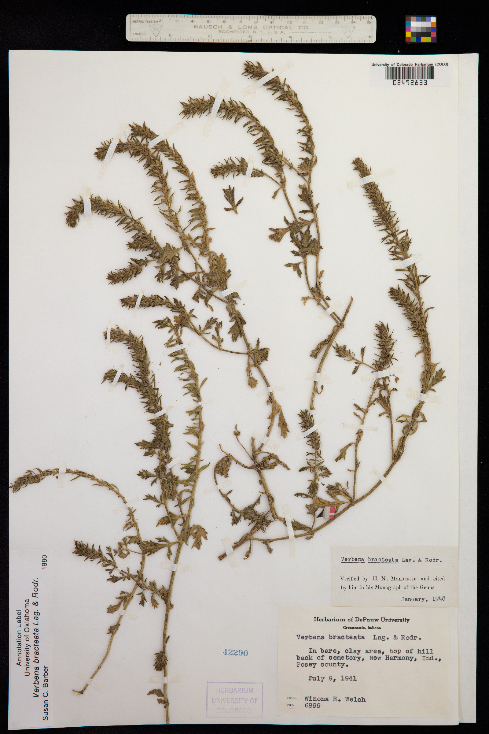 Verbena bracteata image