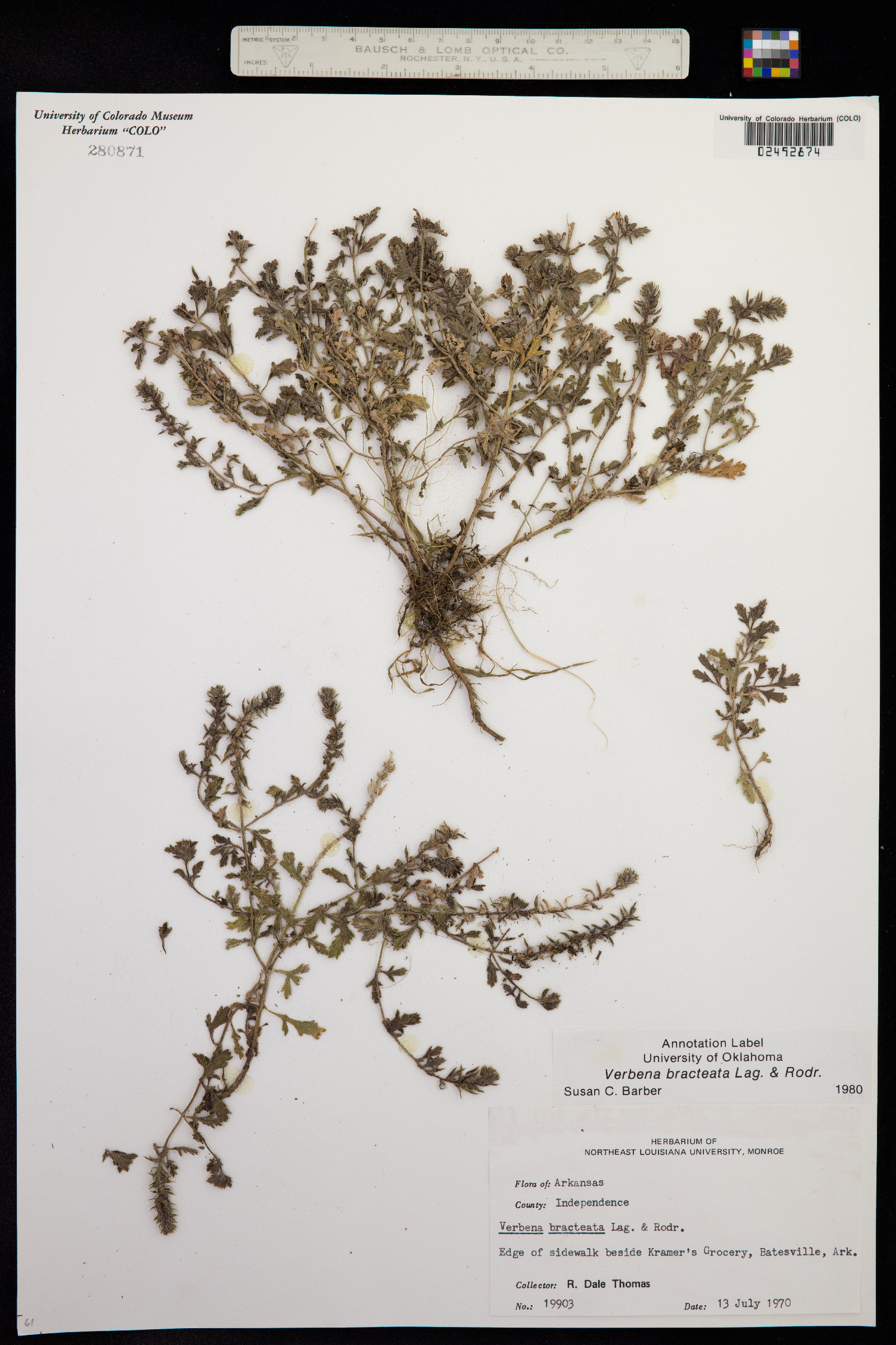 Verbena bracteata image