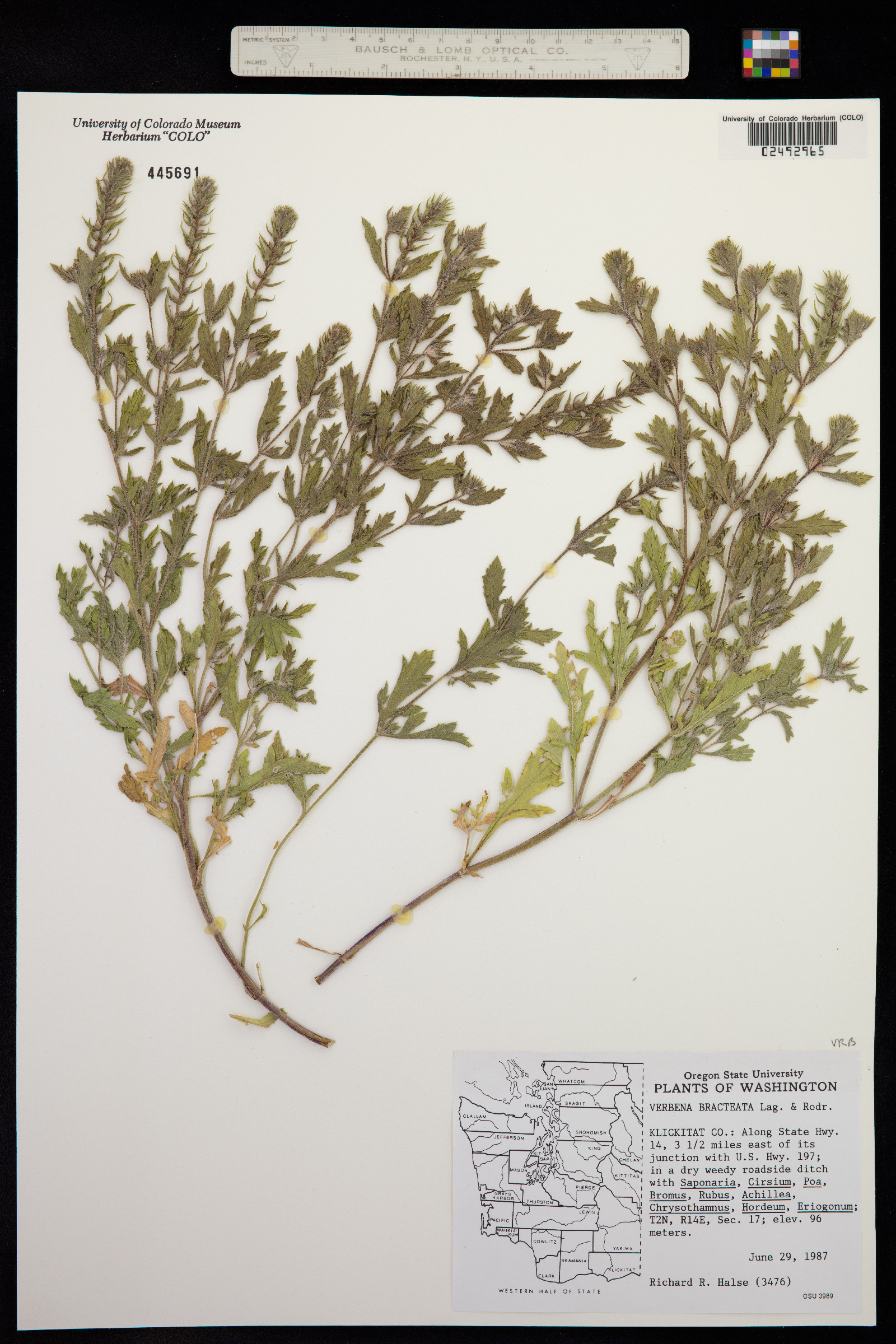 Verbena bracteata image