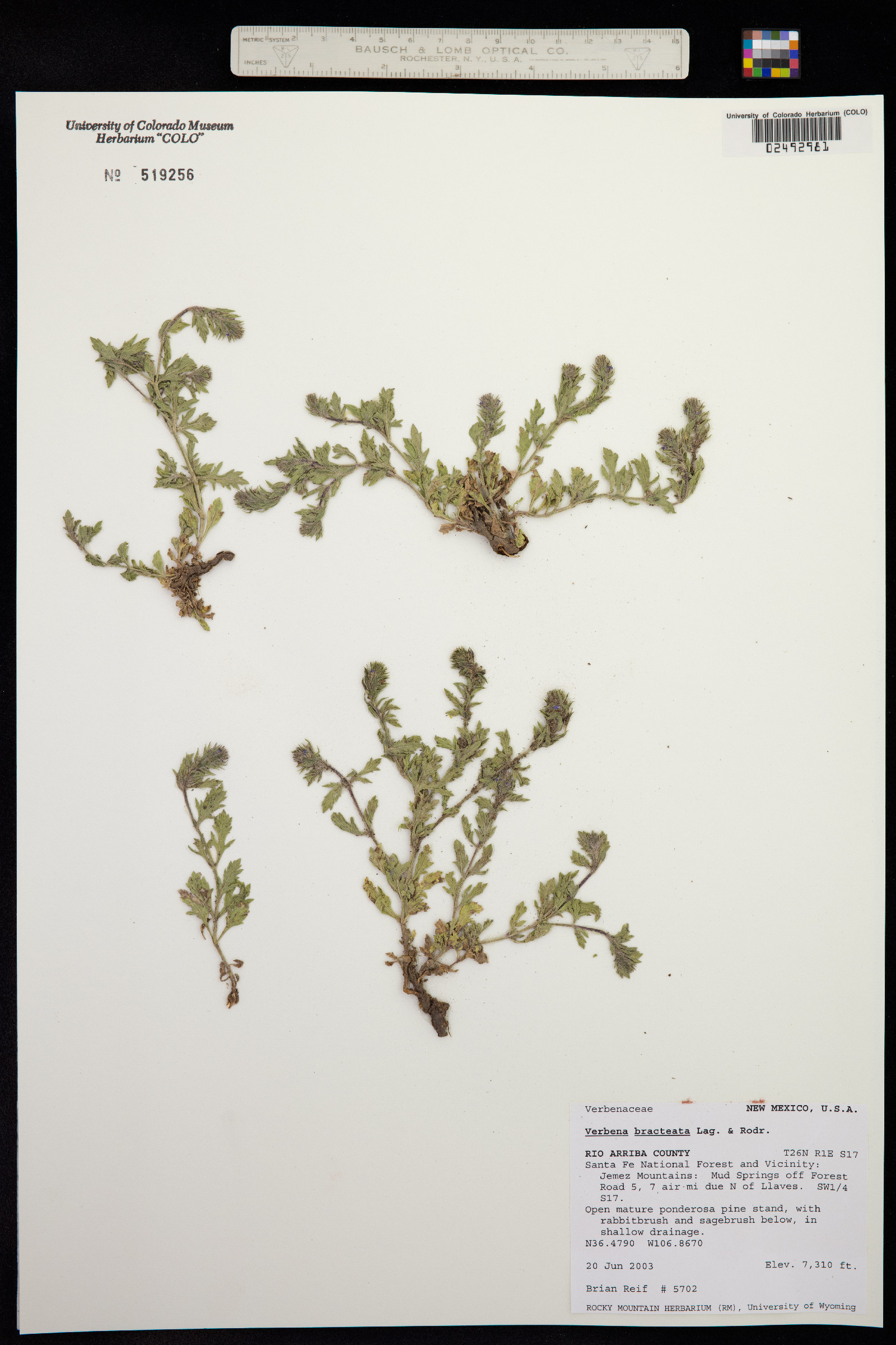 Verbena bracteata image