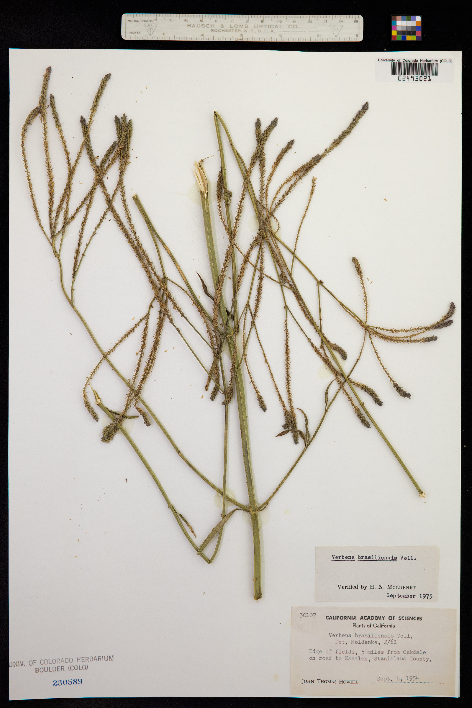 Verbena brasiliensis image