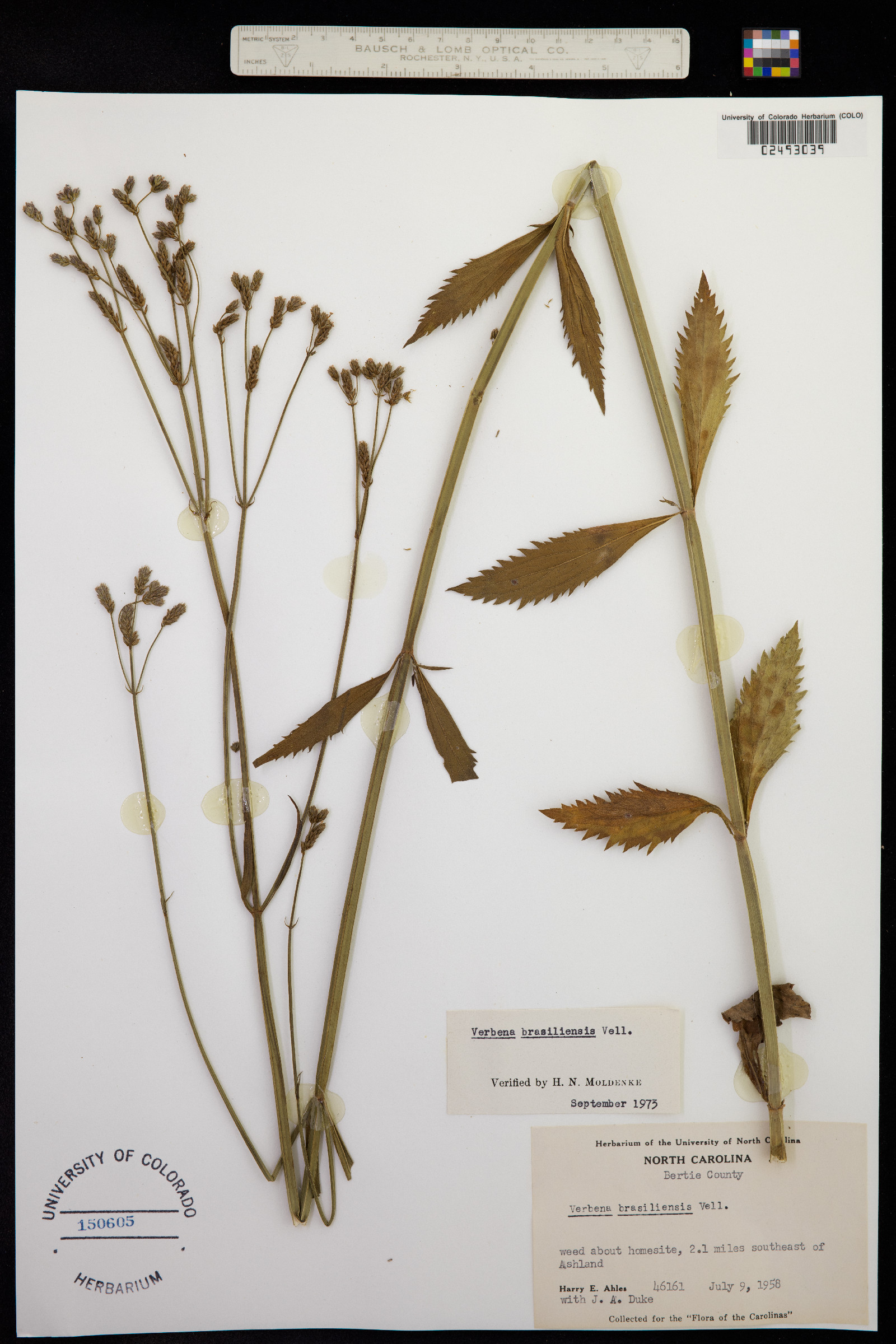 Verbena brasiliensis image