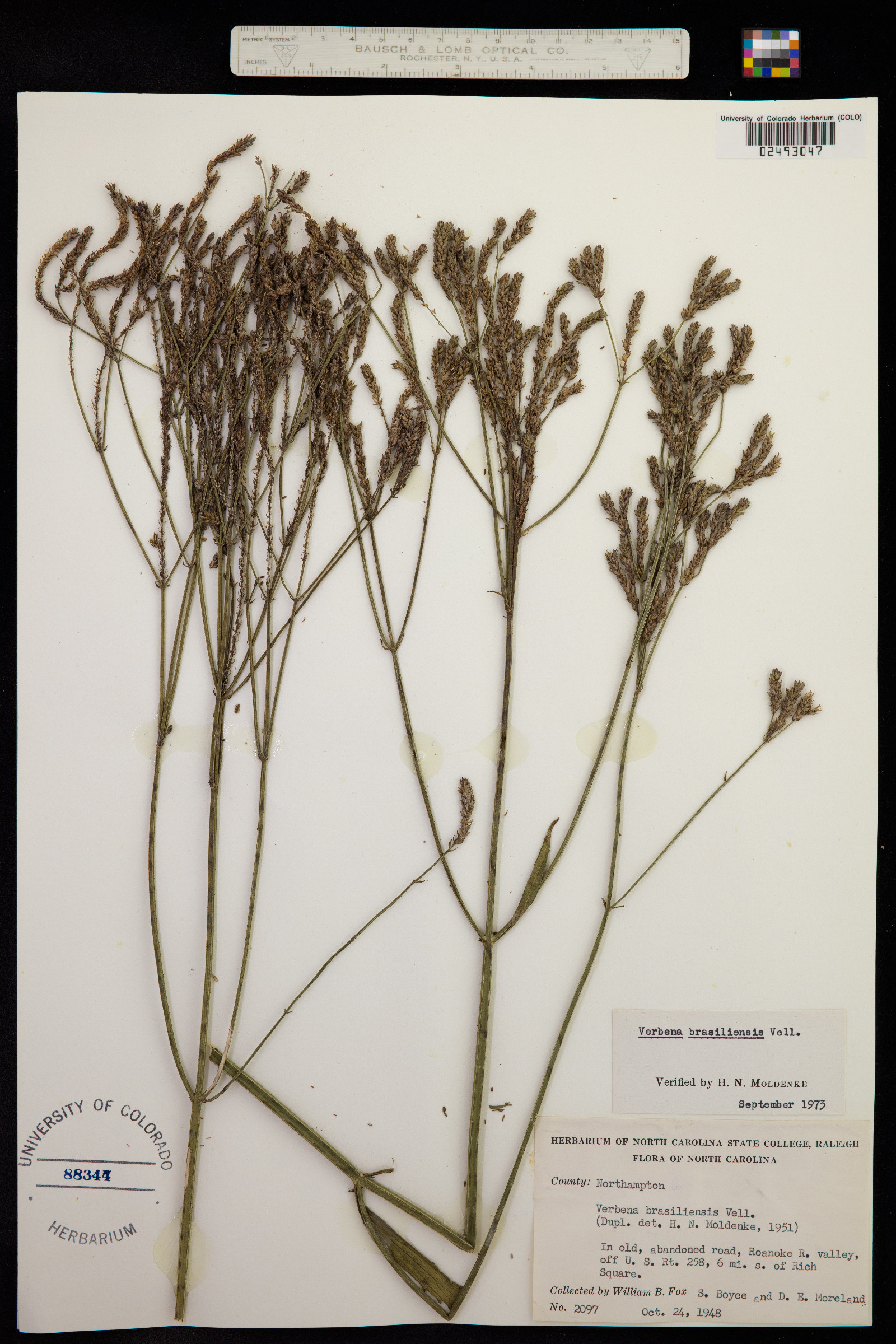Verbena brasiliensis image