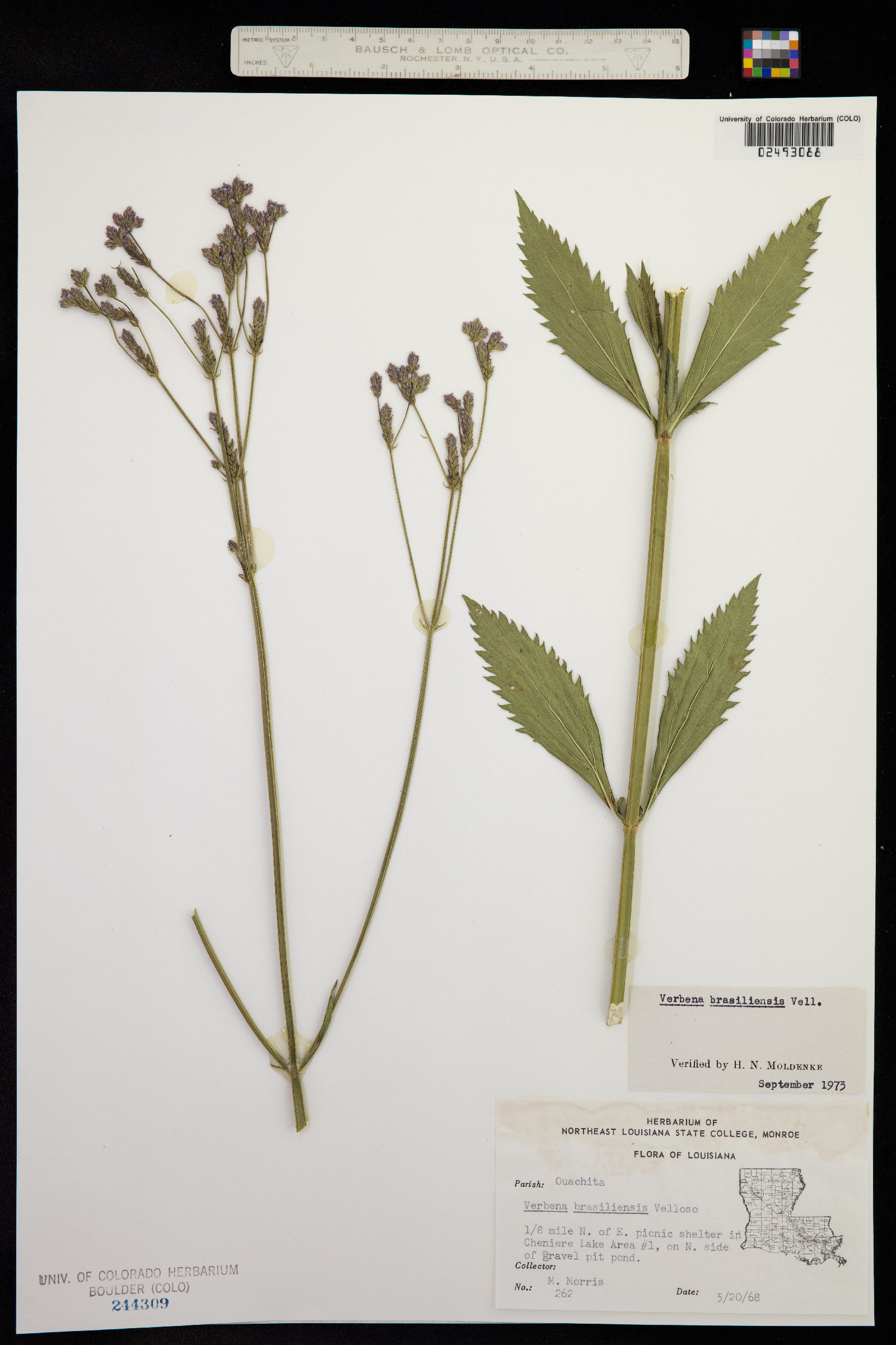 Verbena brasiliensis image