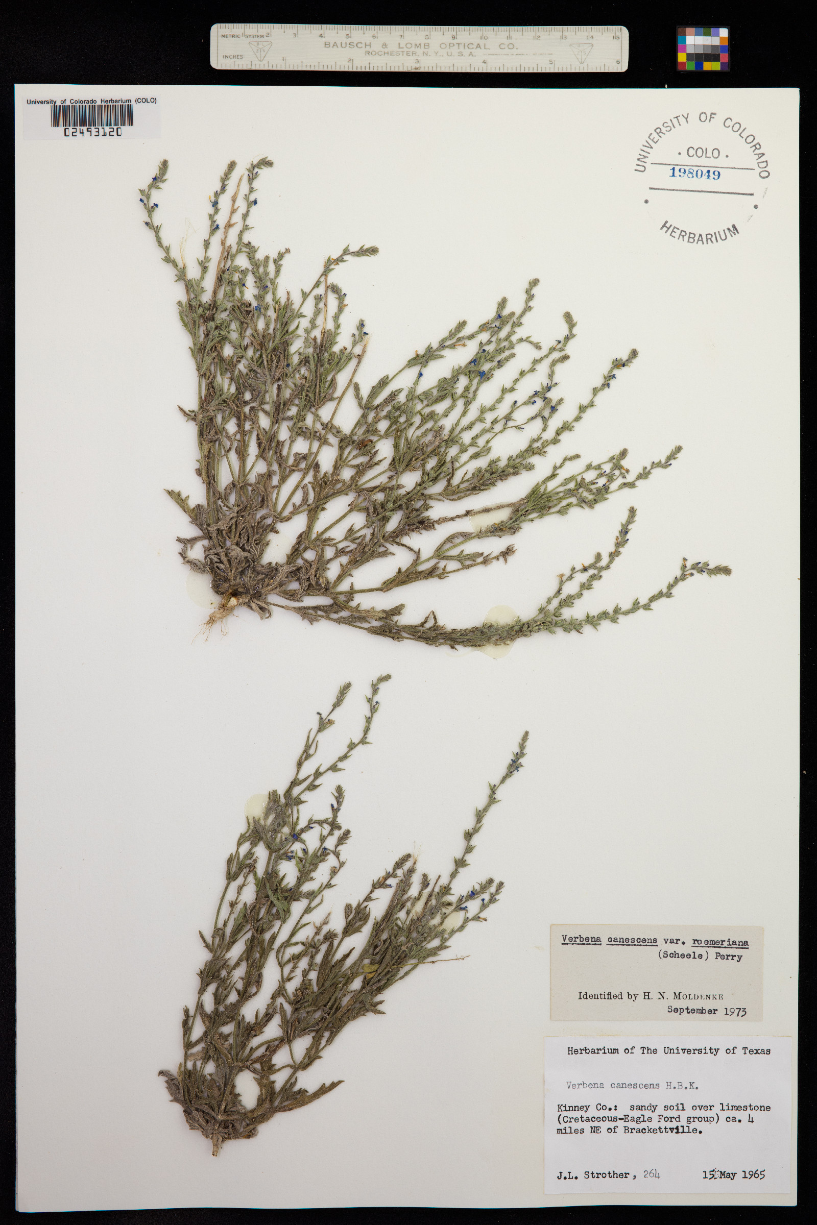 Verbena canescens image