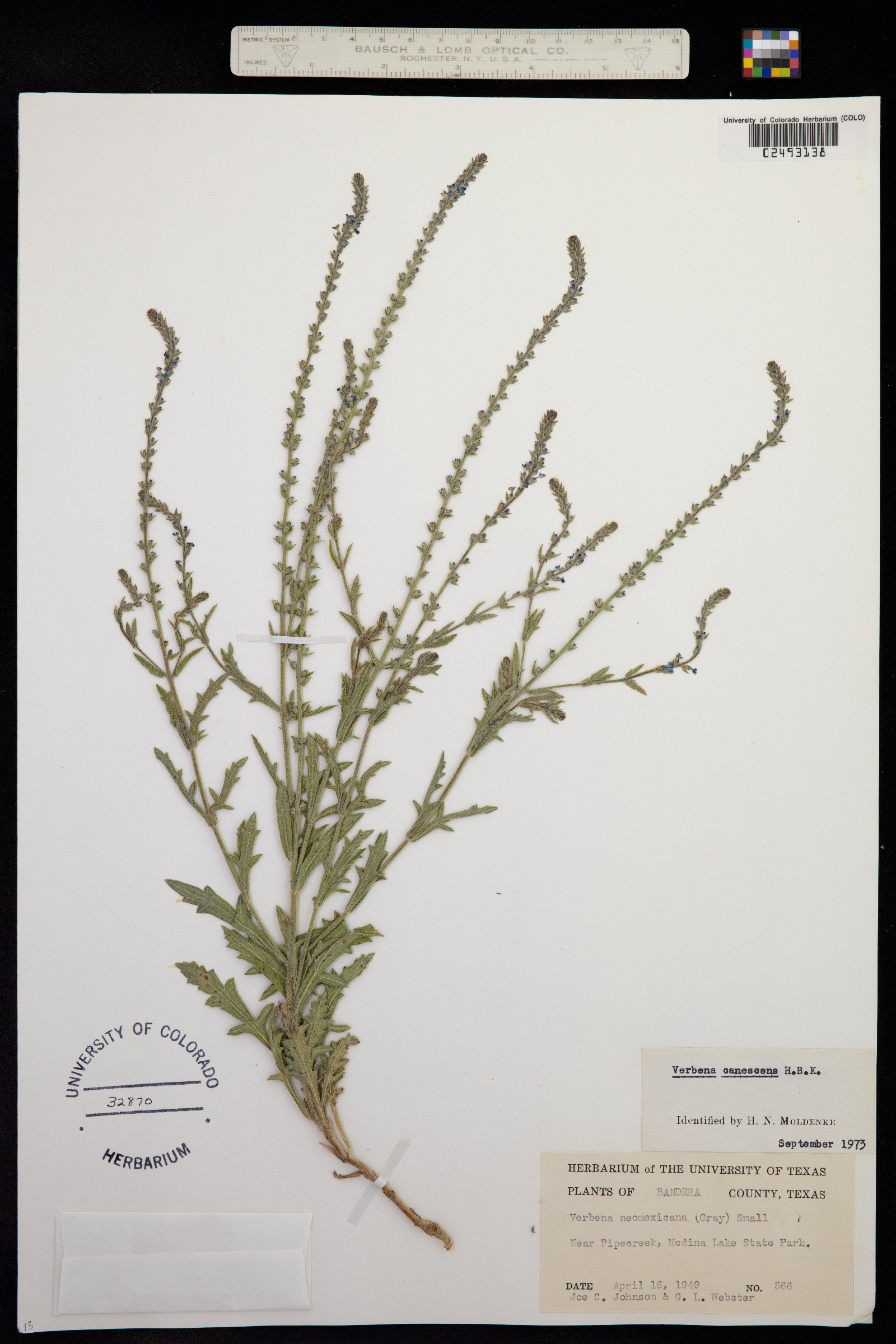 Verbena canescens image