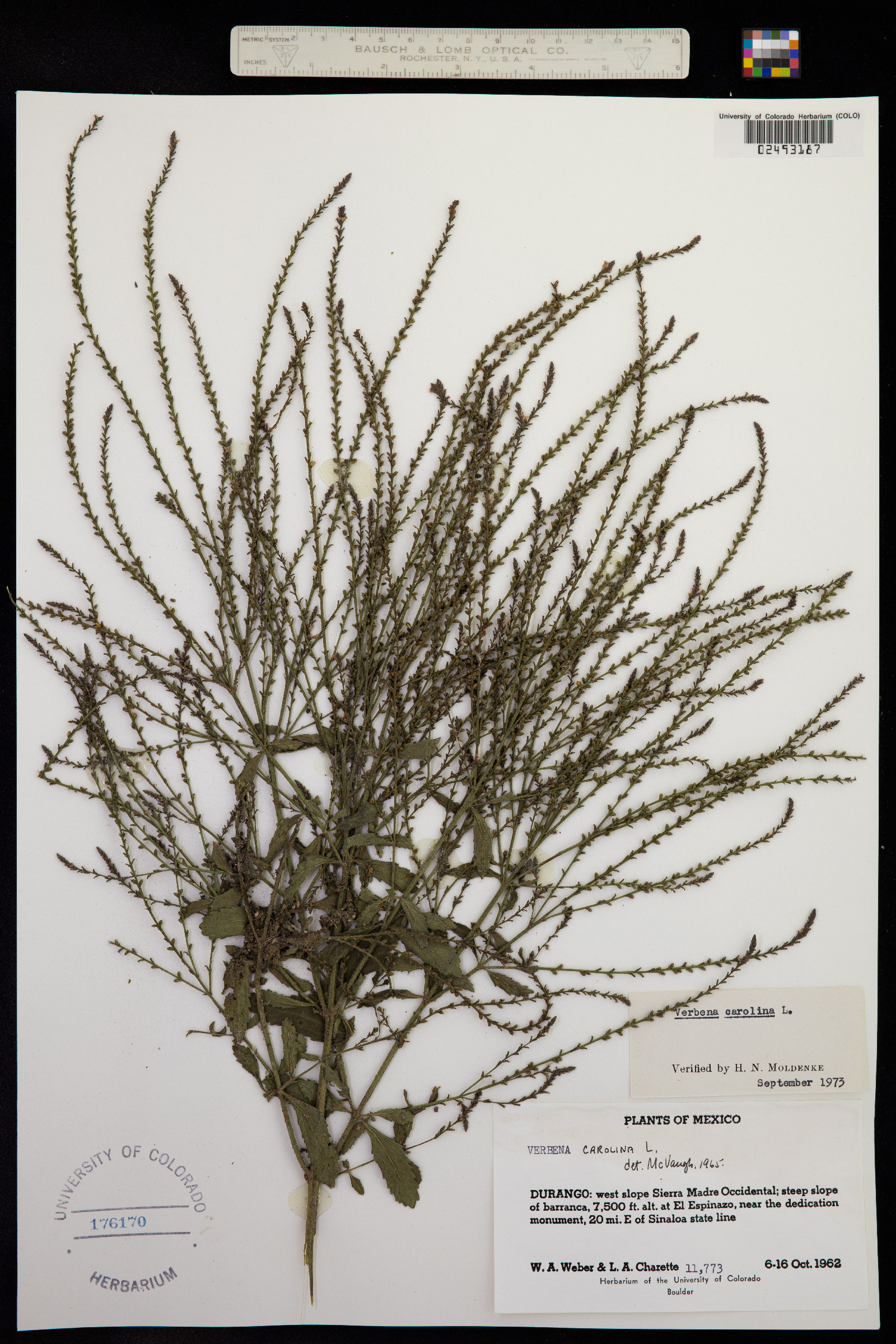 Verbena carolina image