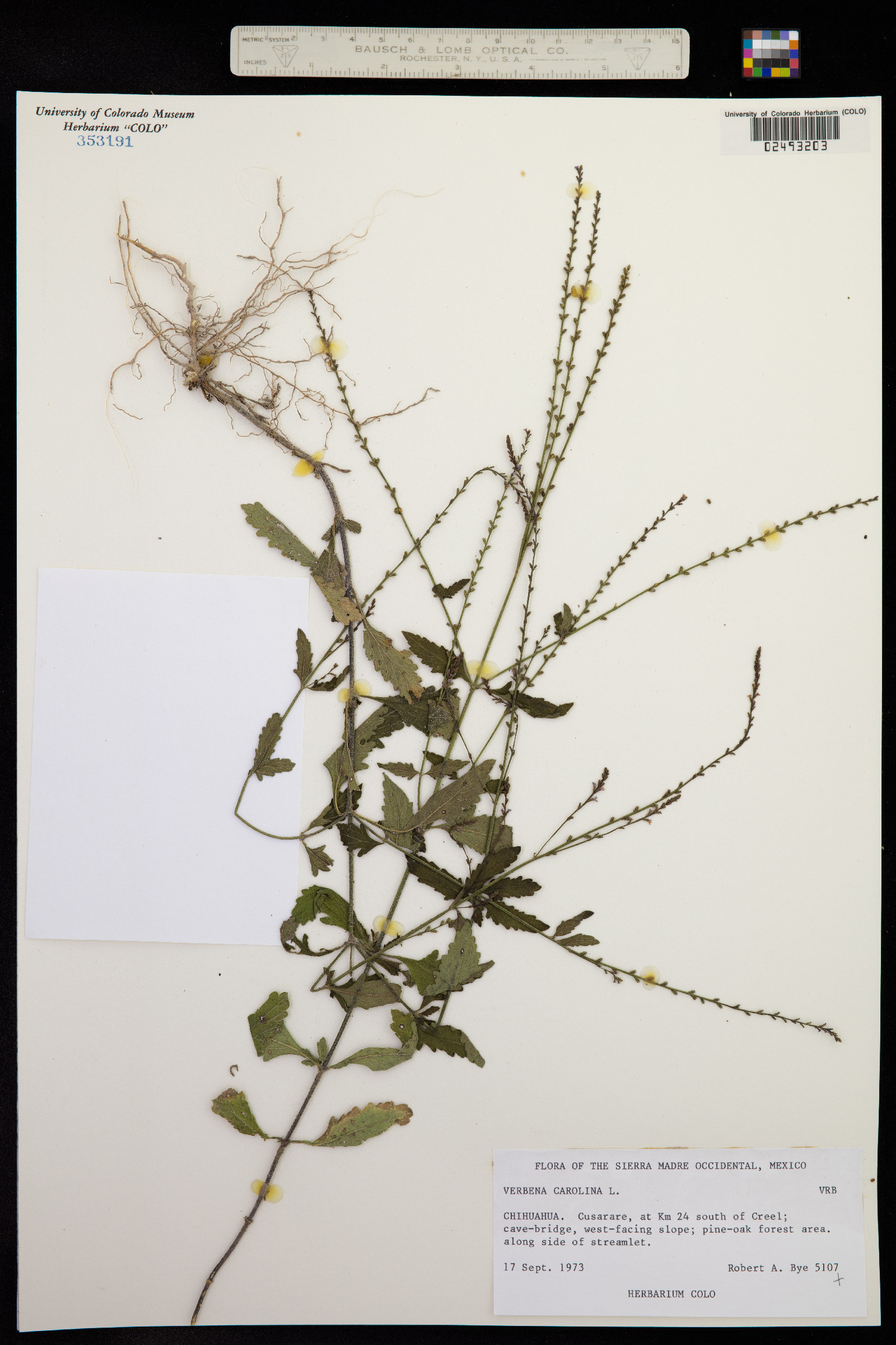 Verbena carolina image